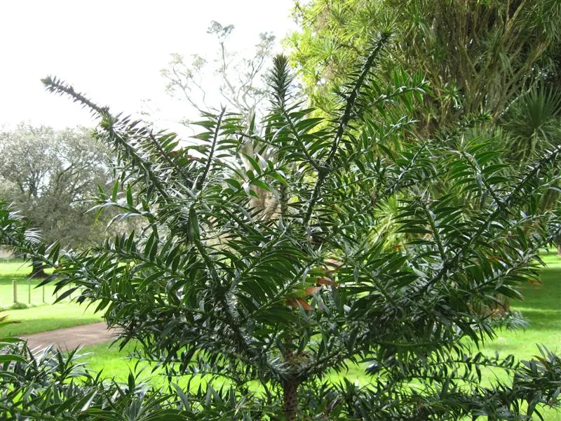 Bunya-Bunya (Araucaria Bidwillii) — providing a textural contrast to its surroundings.<br><br>Of particular note are the massive; thriving for over, image 58
