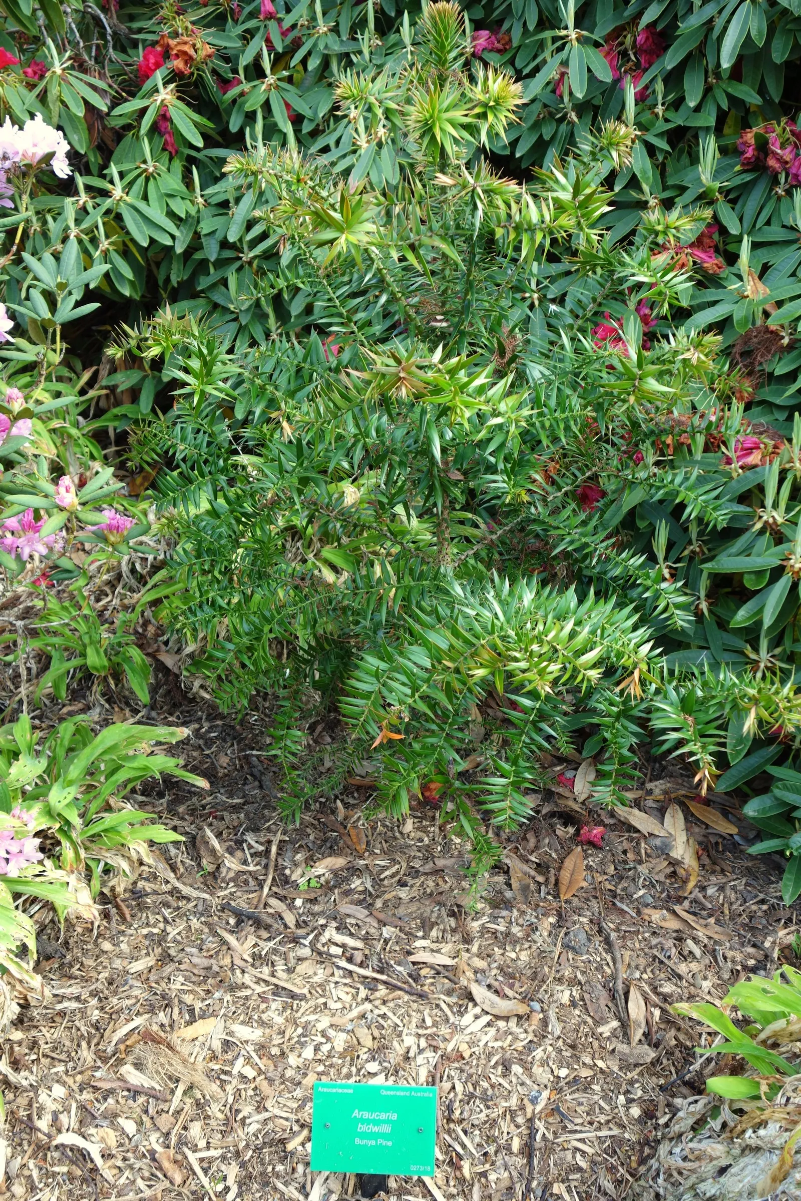 Bunya-Bunya (Araucaria Bidwillii) — scientifically known as Araucaria bidwillii; the conical shape of the tree, image 49