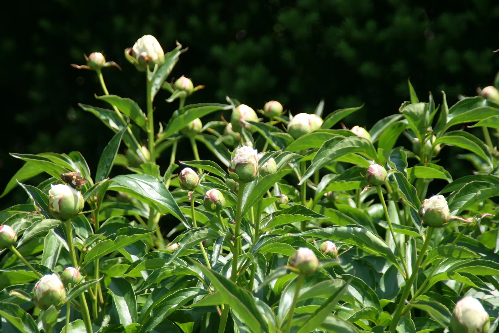 Shirley Temple Peony (Paeonia 'Shirley Temple') — This herbaceous perennial thrives in full sun to part shade