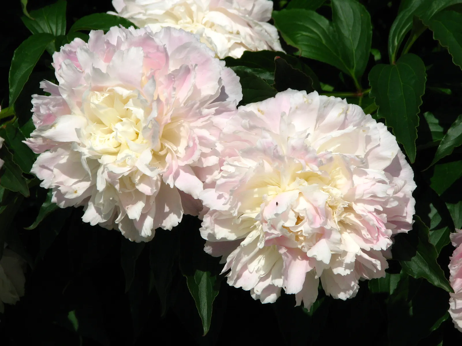 Shirley Temple Peony (Paeonia 'Shirley Temple') — fluffy double blooms with soft pink-to-white petals and a hint of lavender