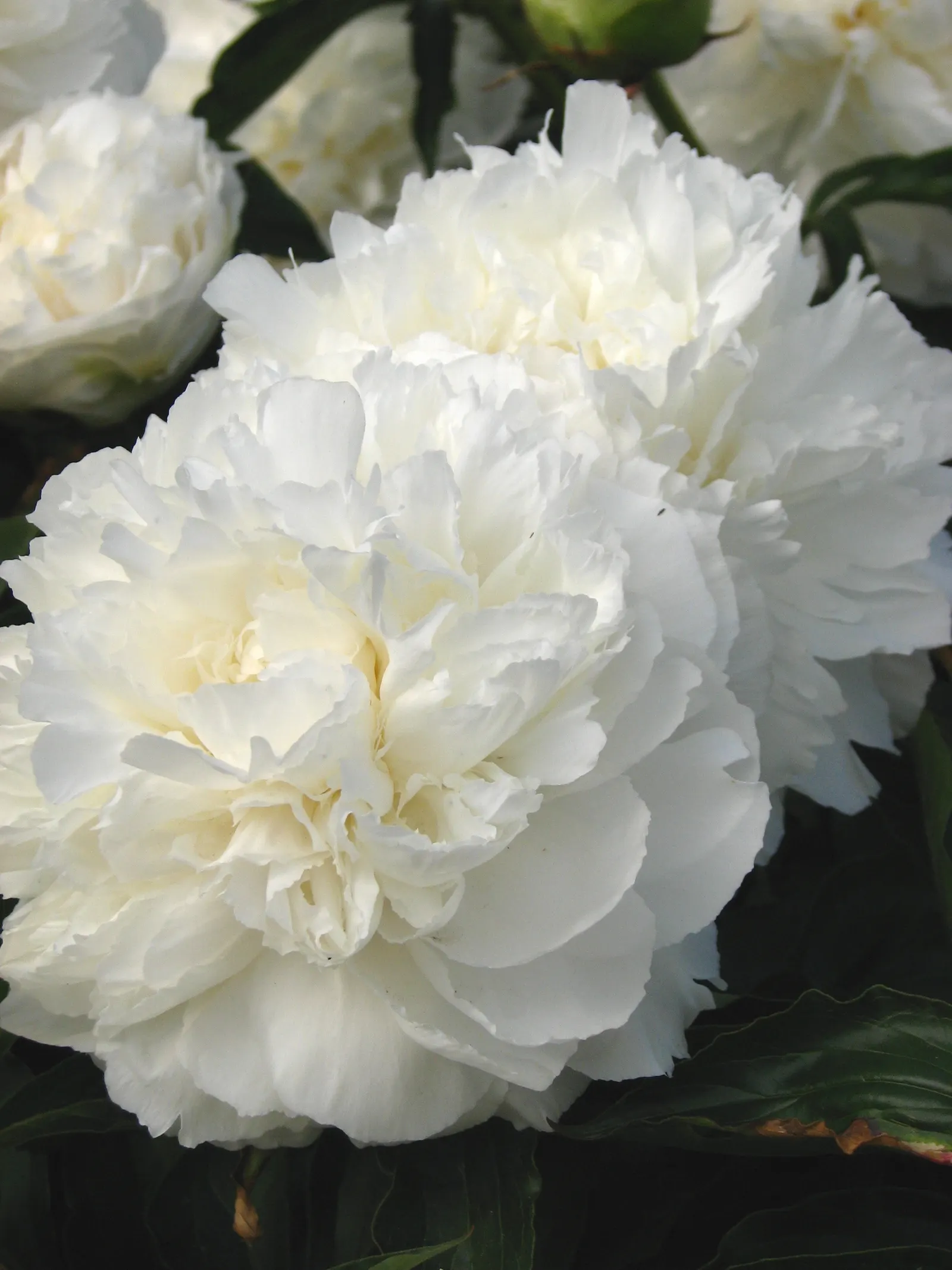 Shirley Temple Peony (Paeonia 'Shirley Temple') — matures to 2.5-3 feet tall and wide