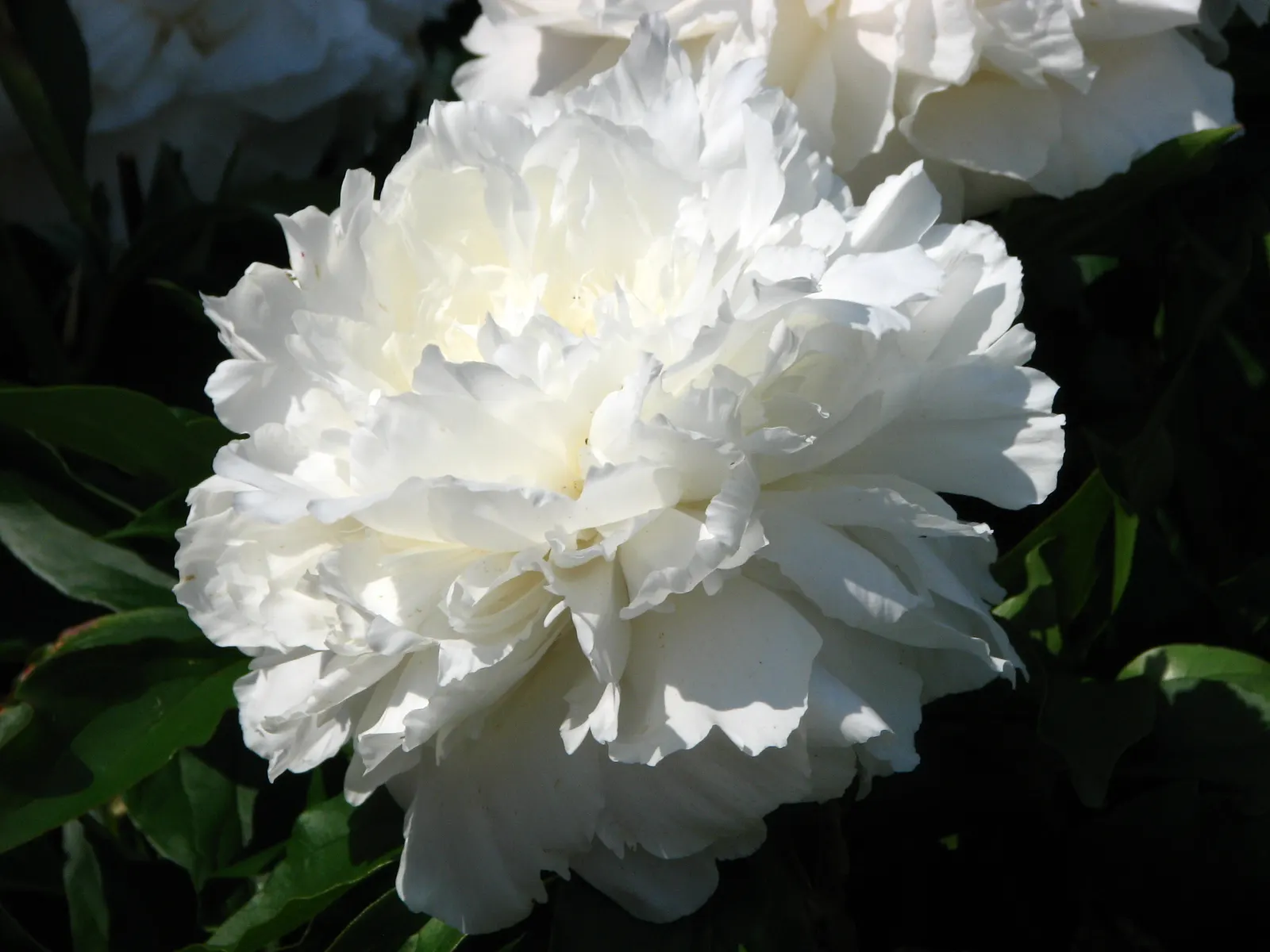 Shirley Temple Peony (Paeonia 'Shirley Temple') — and is hardy in USDA zones 3-8