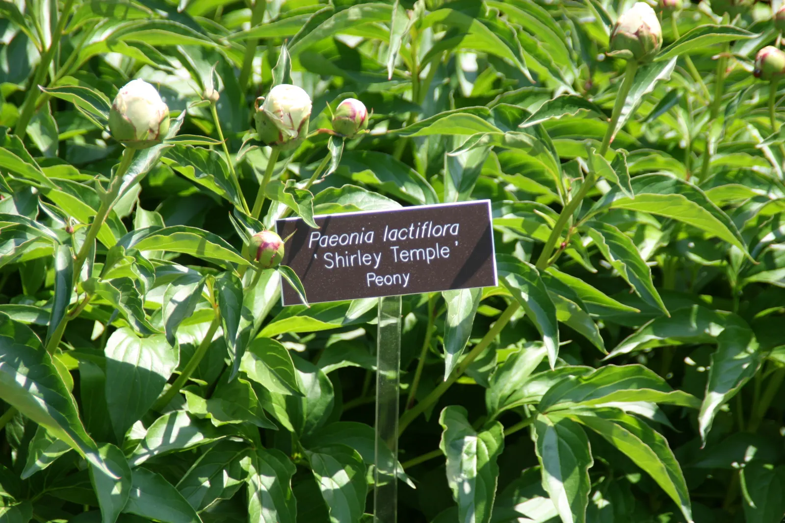 Shirley Temple Peony (Paeonia 'Shirley Temple') — These fragrant flowers, reaching 6 to 8 inches across, stand on sturdy stems ideal for cutting