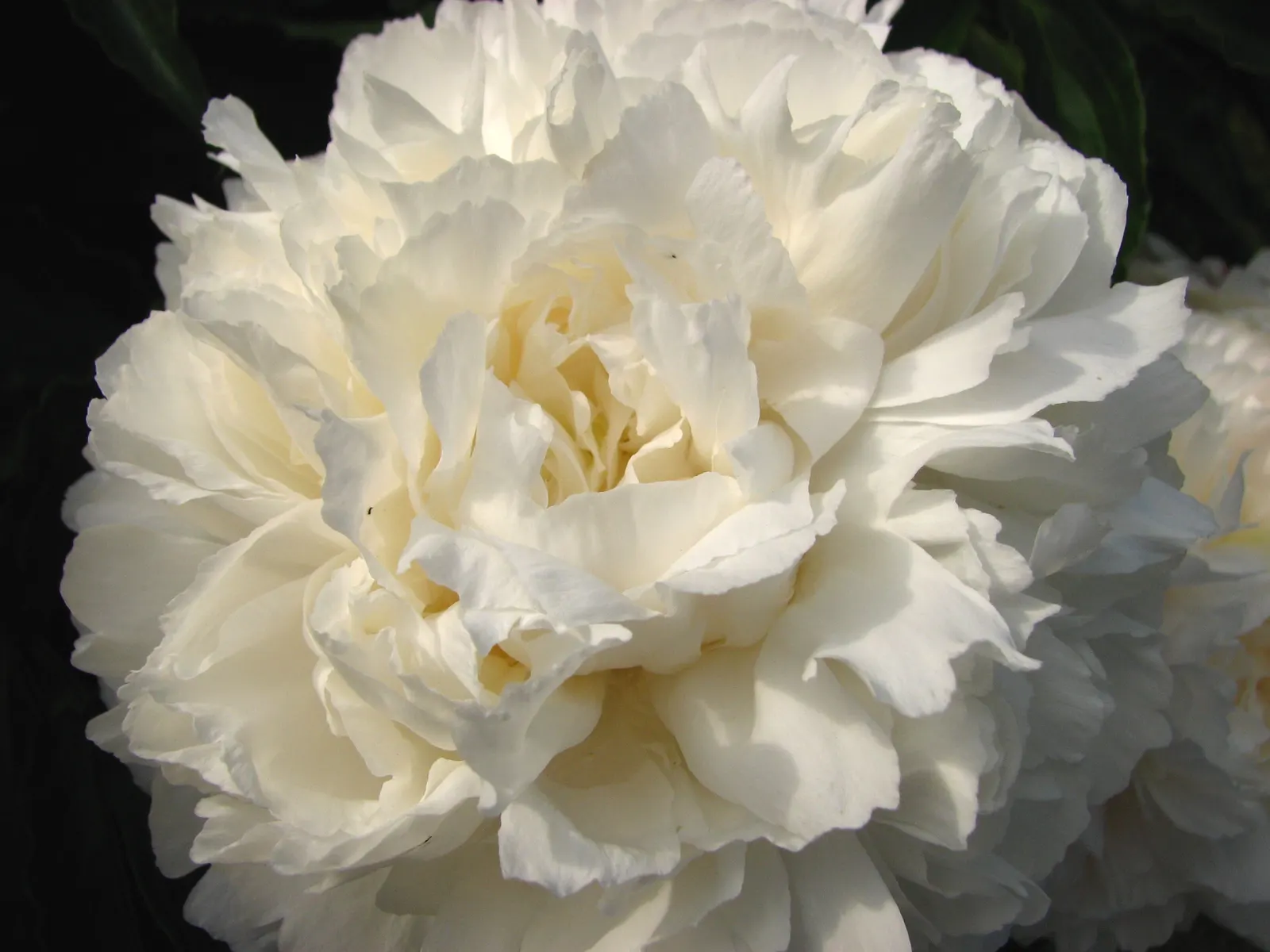 Shirley Temple Peony (Paeonia 'Shirley Temple') — The Shirley Temple Peony (Paeonia 'Shirley Temple') is a cherished early-midseason bloomer