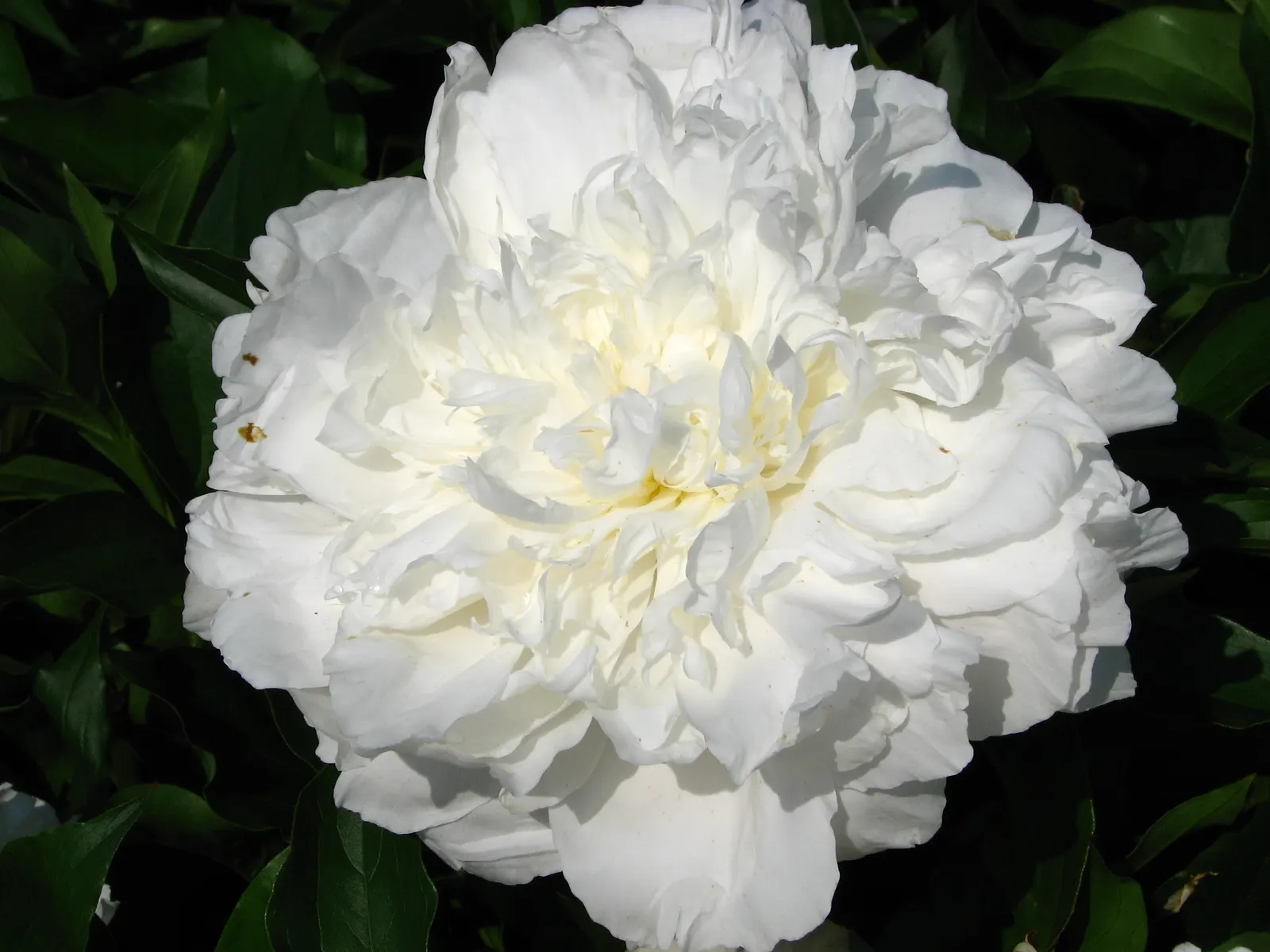 Shirley Temple Peony (Paeonia 'Shirley Temple') — Perfect for borders or as a focal plant