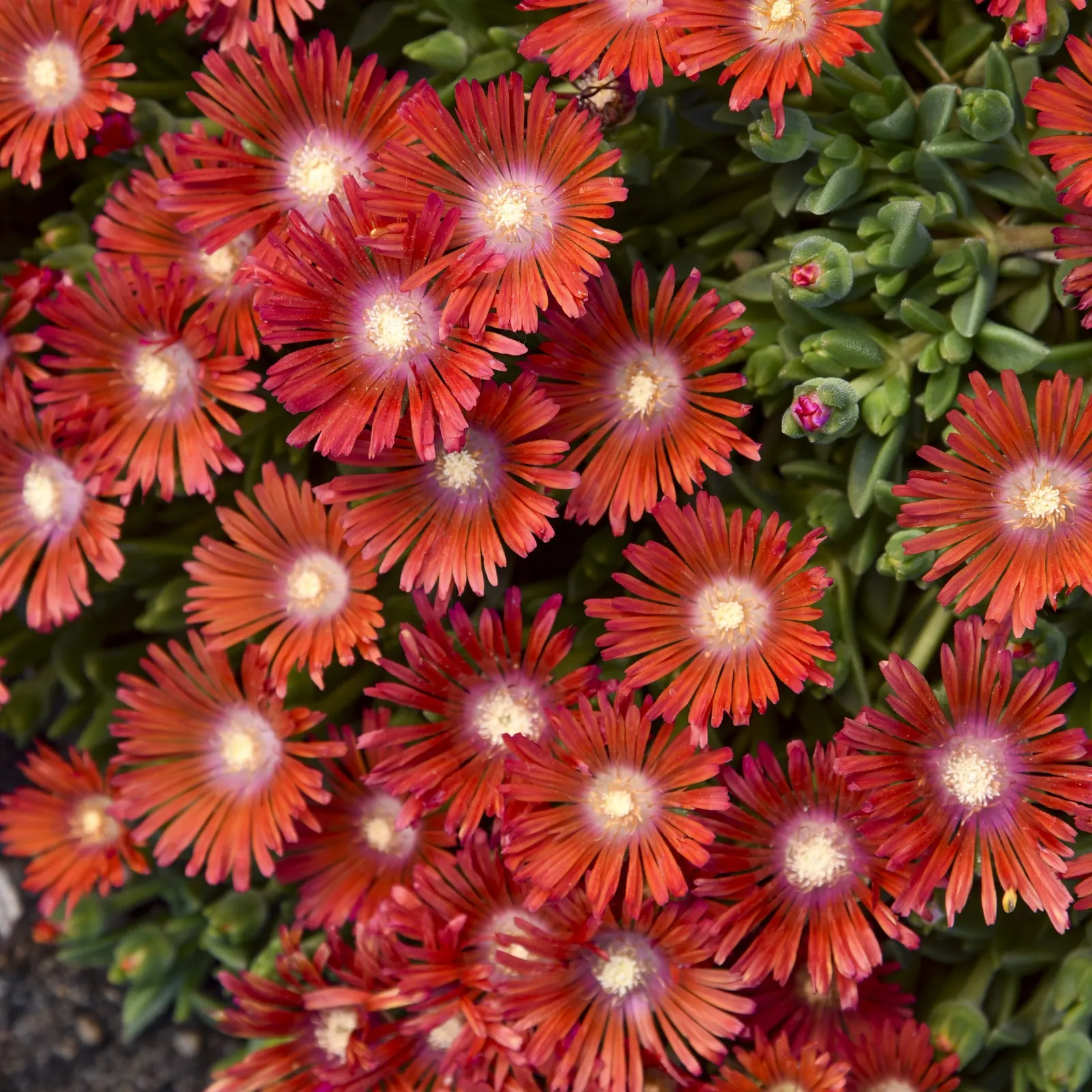 'Dancing Embers' Hardy Ice Plant (Delosperma hybrid) — It grows just 2-4 inches tall and spreads 20-24 inches wide, forming a low carpet