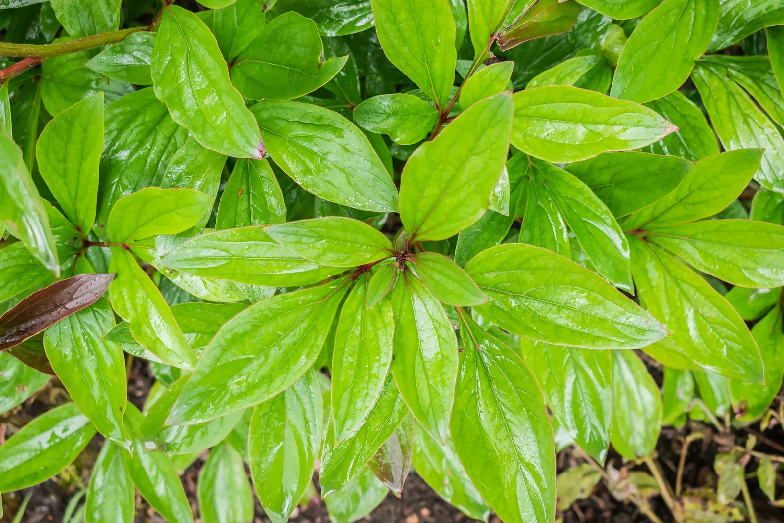Common Peony (Paeonia Officinalis) — enriched with organic matter to support its luxurious blooms, image 47