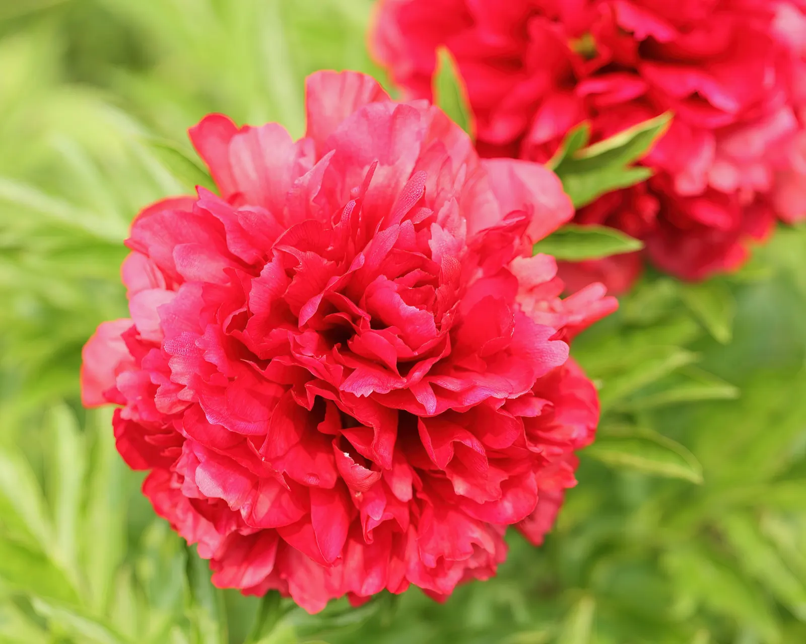 Common Peony (Paeonia Officinalis) — subtle fragrance.<br><br>When placing Paeonia officinalis in your garden