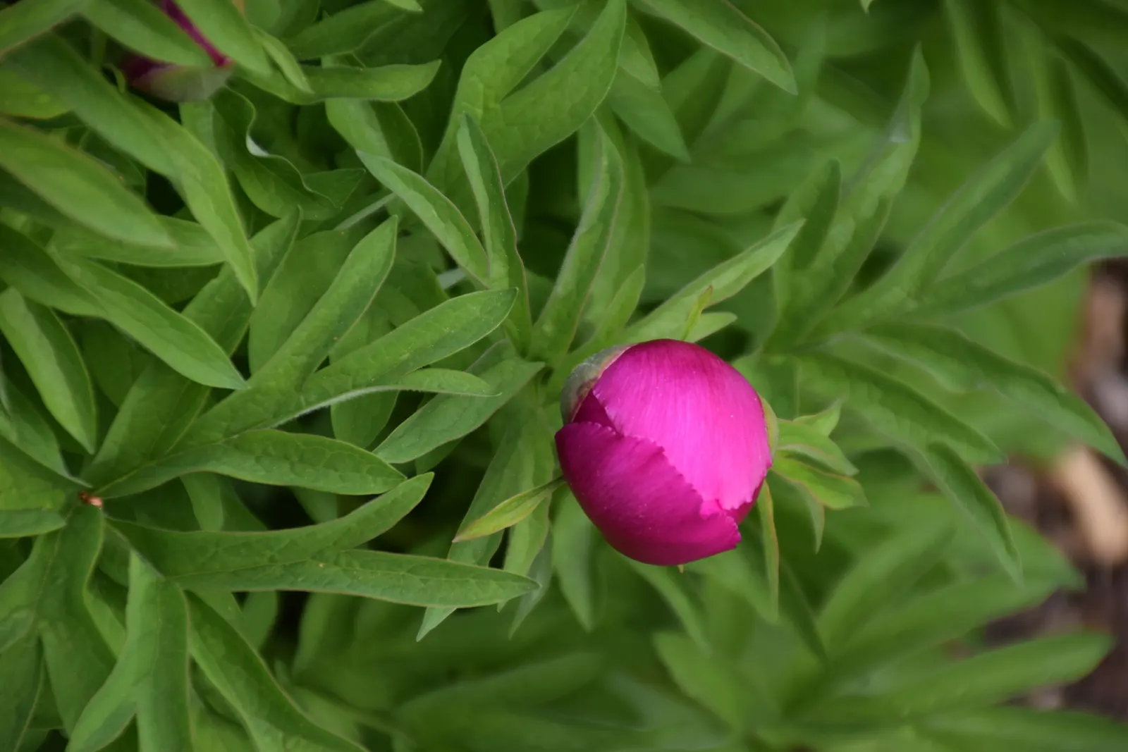 Common Peony (Paeonia Officinalis) — makes it an exceptional investment for any garden design