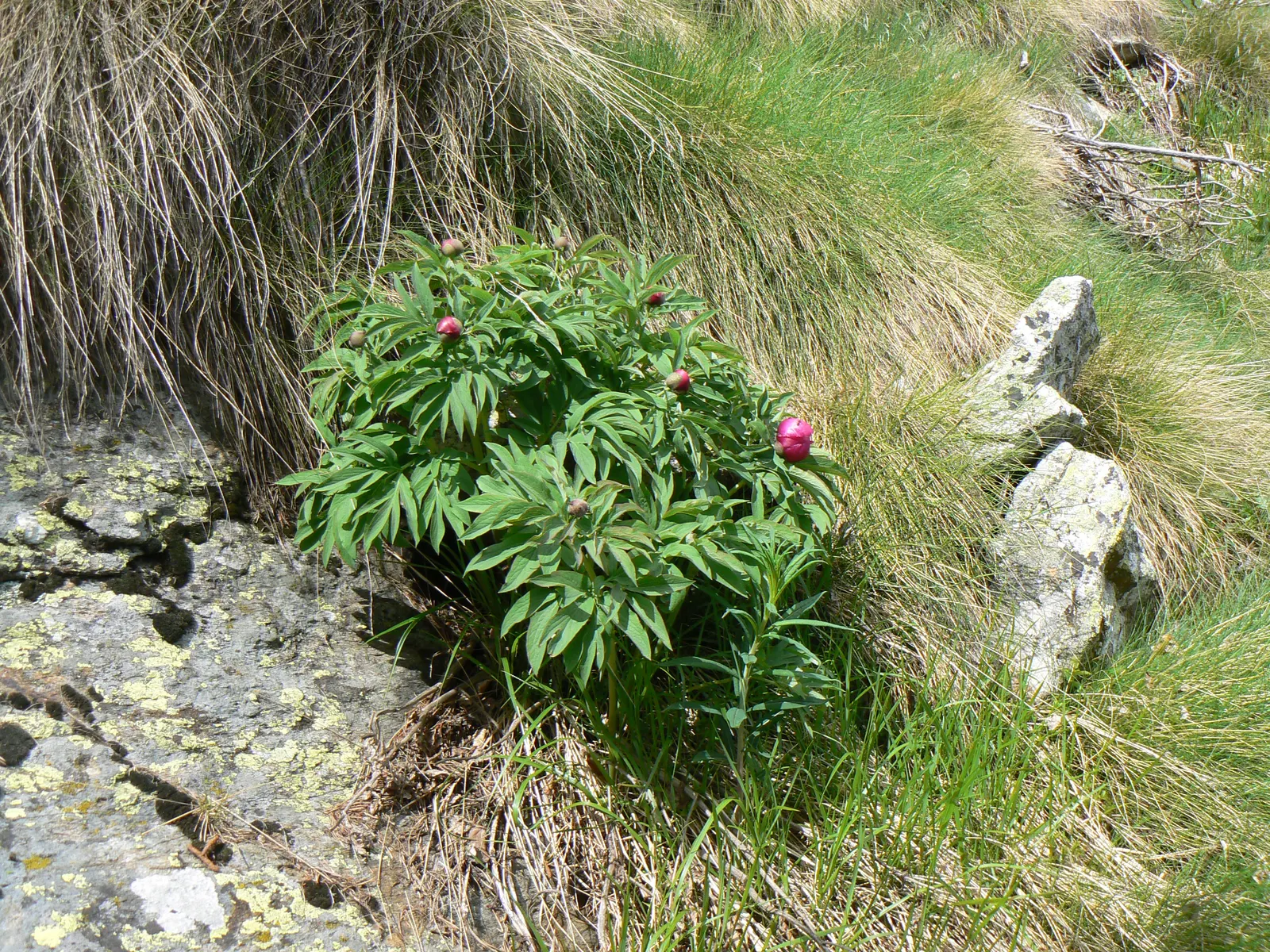 Common Peony (Paeonia Officinalis) — opulent flowers that range in color from deep red to blush pink; blossoming in late spring to early summer