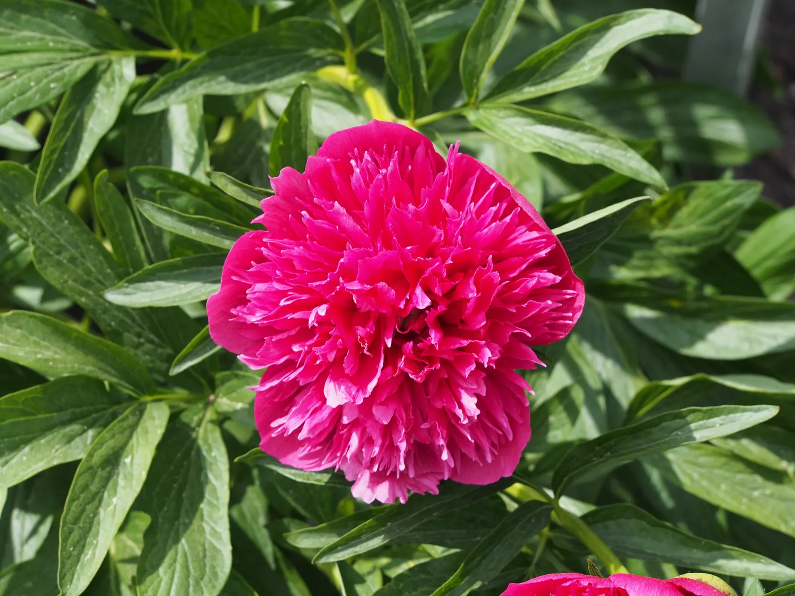 Common Peony (Paeonia Officinalis) — is a perennial favorite that enchants any landscape with its lush; choose a sunny to a partially shaded site with