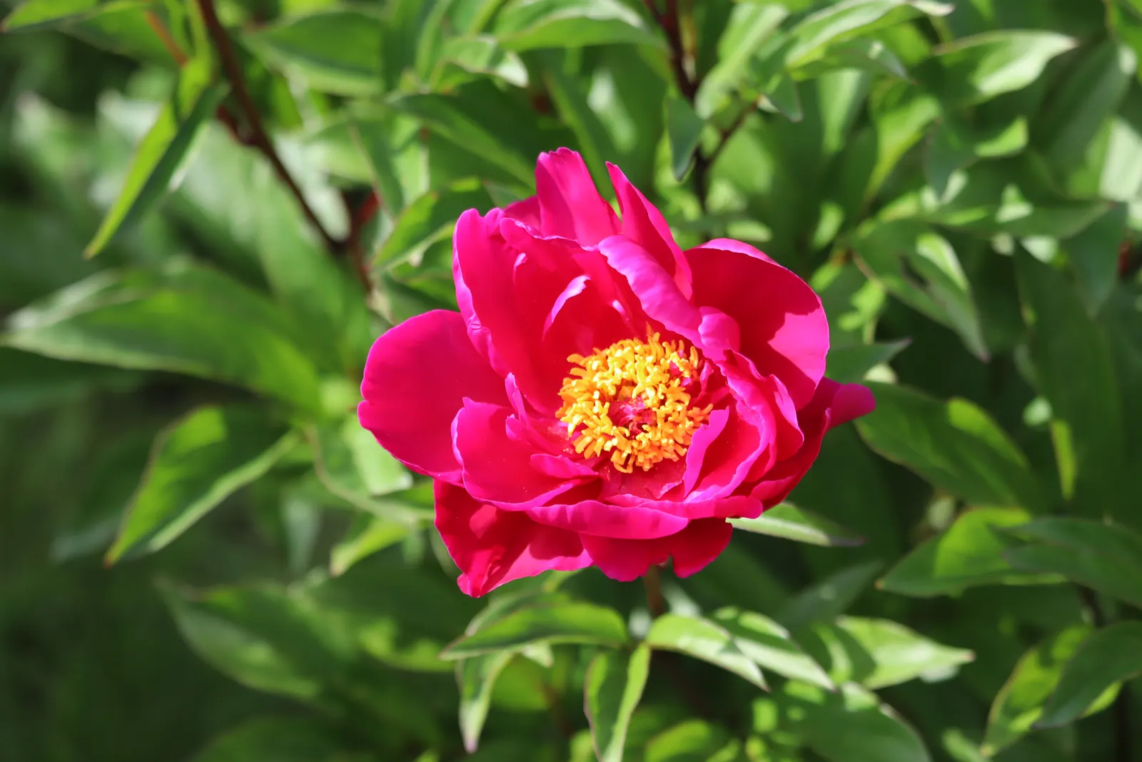 Common Peony (Paeonia Officinalis) — Space your peonies about 3 to 4 feet apart to ensure ample air circulation; perennial with pink and red blooms
