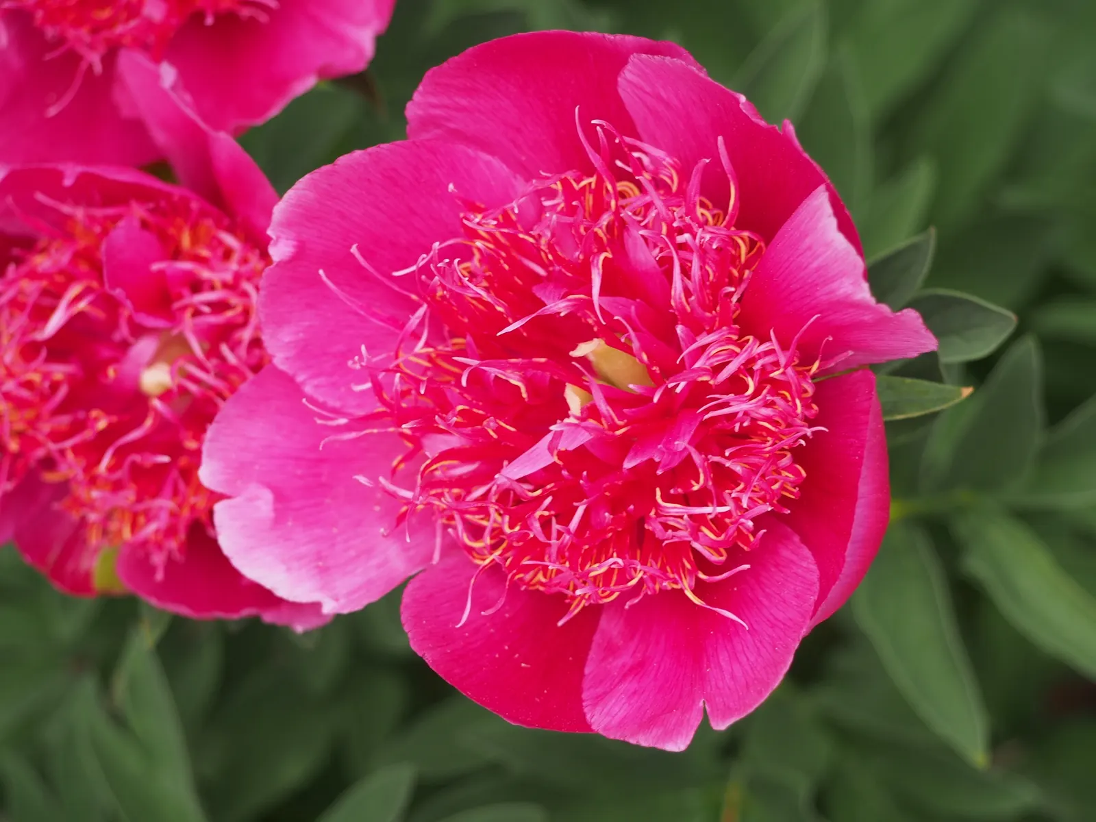 Common Peony (Paeonia Officinalis) — providing multi-generational beauty and delight