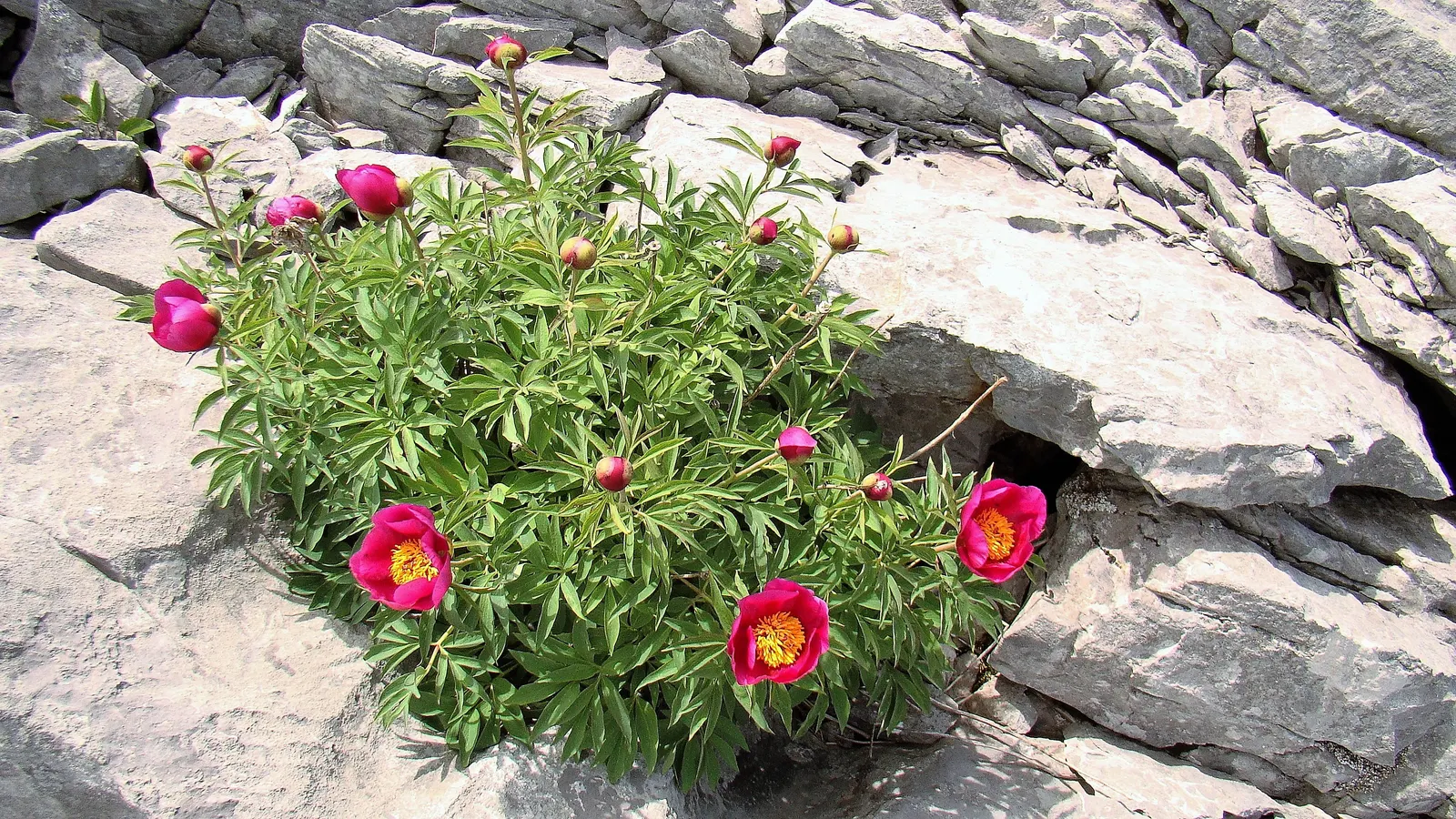 Common Peony (Paeonia Officinalis) — ensuring a substantial presence in garden designs; usually pink flowers add classic elegance while its deep green foliage