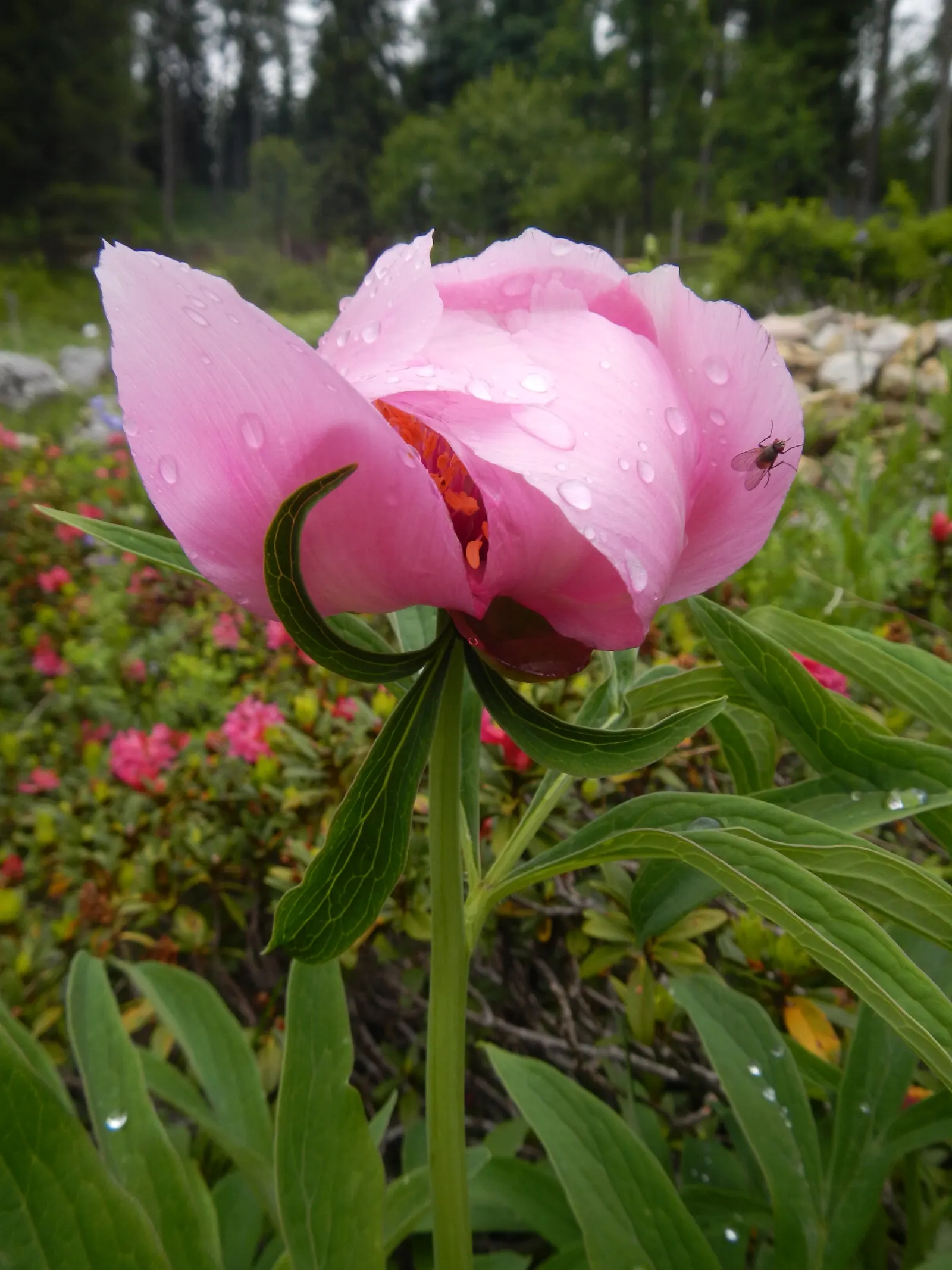 Common Peony (Paeonia Officinalis) — reducing the risk of fungal diseases.<br><br>In terms of maintenance