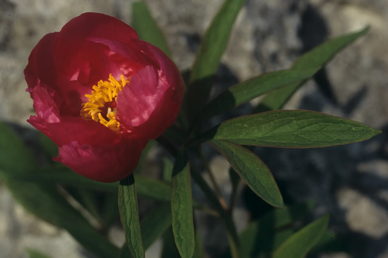 Common Peony (Paeonia Officinalis) — is a perennial favorite that enchants any landscape with its lush