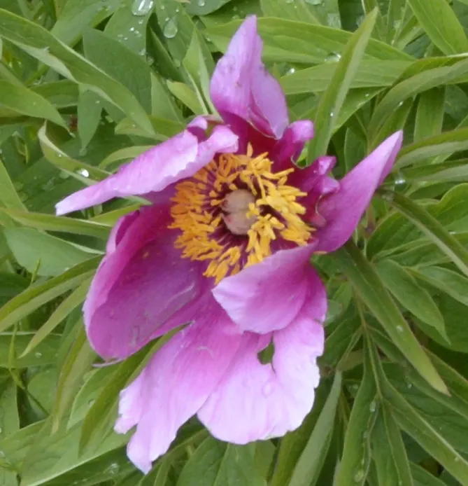 Common Peony (Paeonia Officinalis) — The Common Peony (Paeonia officinalis) thrives in hardiness zones 3-8; preferring full sun to part shade and well-draining