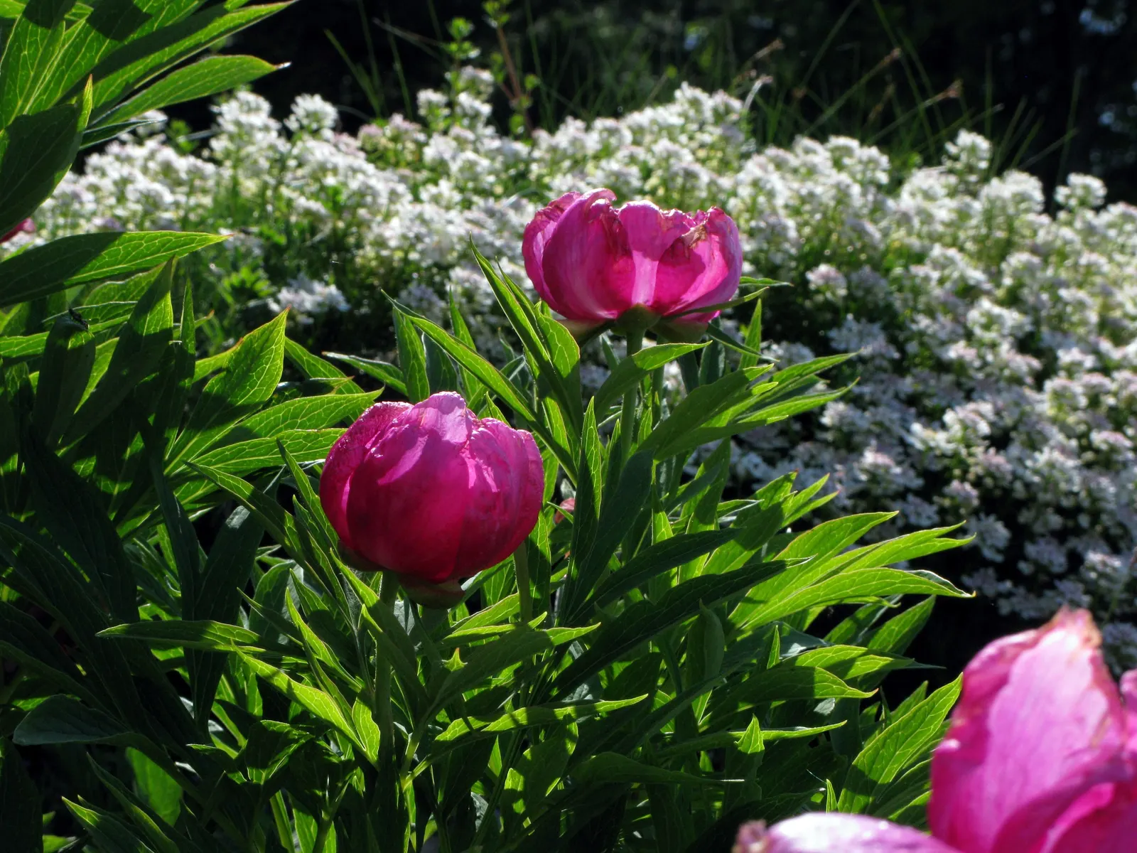 Common Peony (Paeonia Officinalis) — or as a standout specimen; ensuring a substantial presence in garden designs