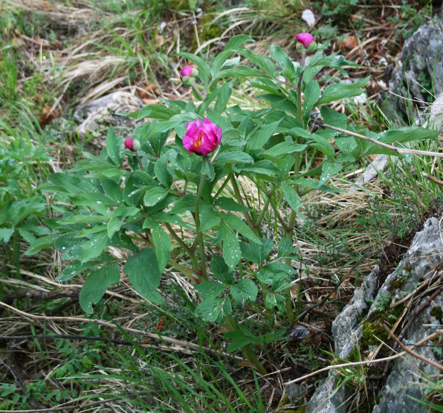 Common Peony (Paeonia Officinalis) — full blossoms and deep green foliage