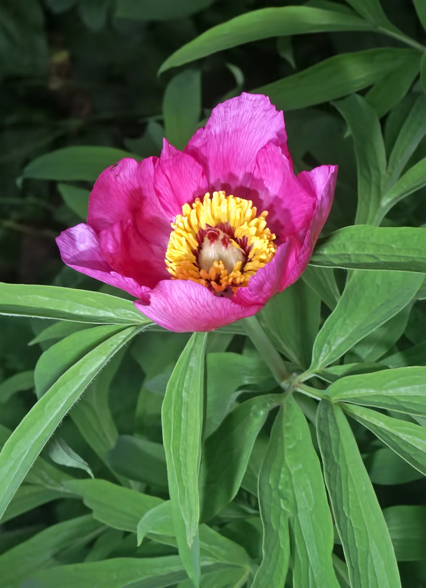 Common Peony (Paeonia Officinalis) — often thriving for decades; or as a standout specimen