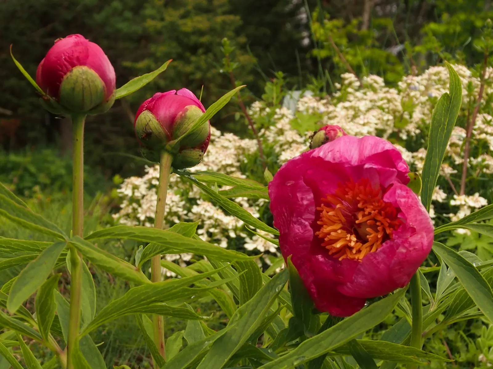 Common Peony (Paeonia Officinalis) — blossoming in late spring to early summer