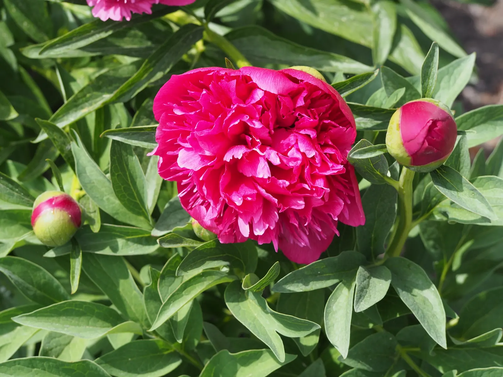 Common Peony (Paeonia Officinalis) — usually pink flowers add classic elegance while its deep green foliage provides season-long interest; the Common Peony