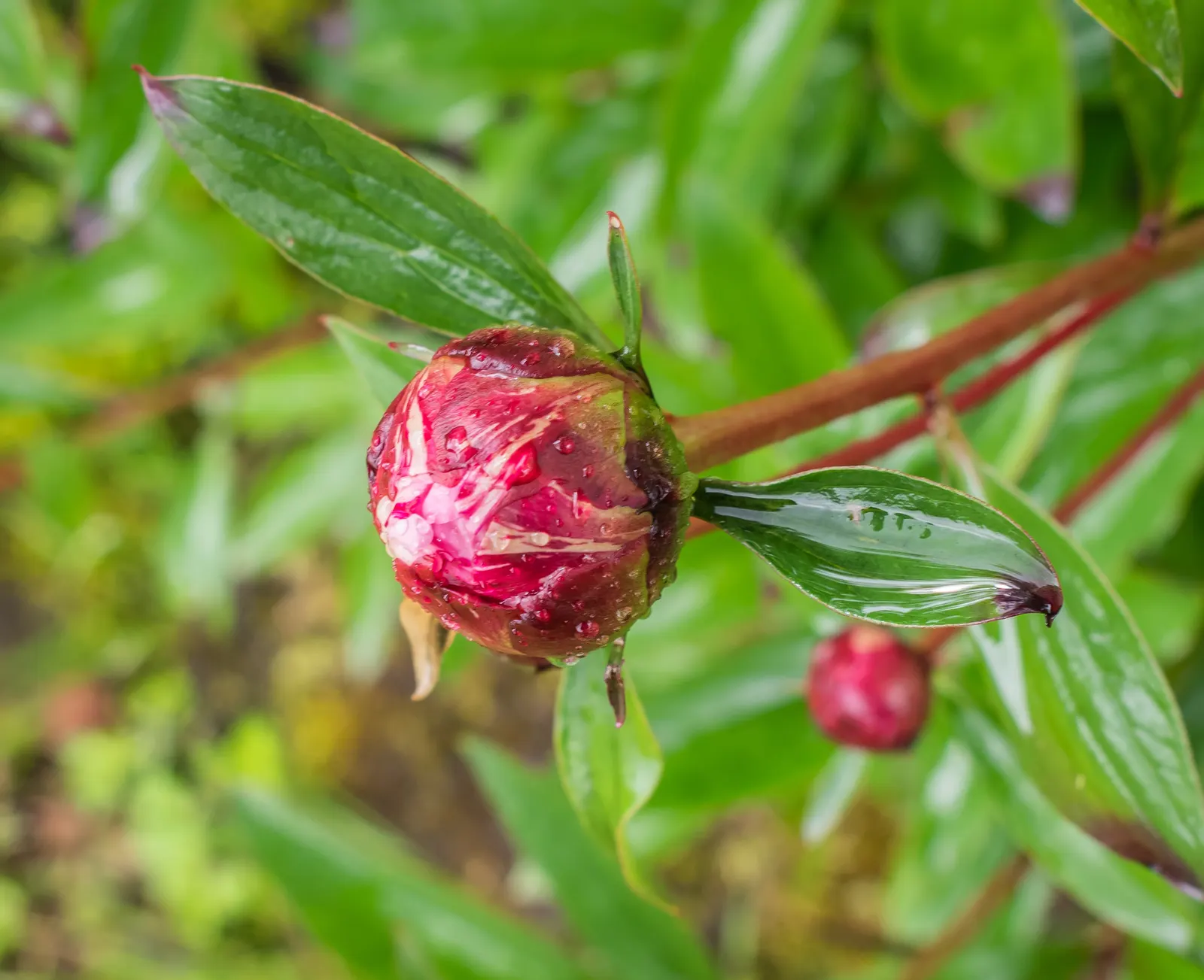 Common Peony (Paeonia Officinalis) — preferring full sun to part shade and well-draining soil; its penchant for longevity, image 66