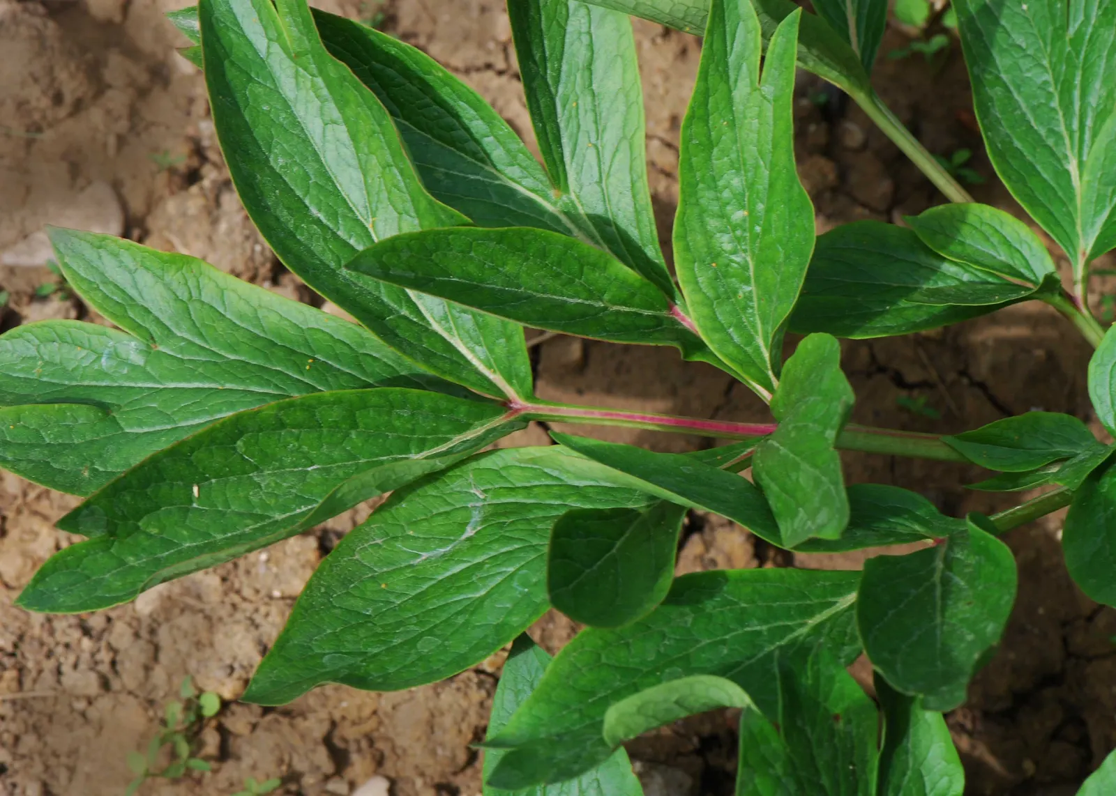 Common Peony (Paeonia Officinalis) — pink and red flowers in the garden; subtle fragrance.<br><br>When placing Paeonia officinalis in your garden
