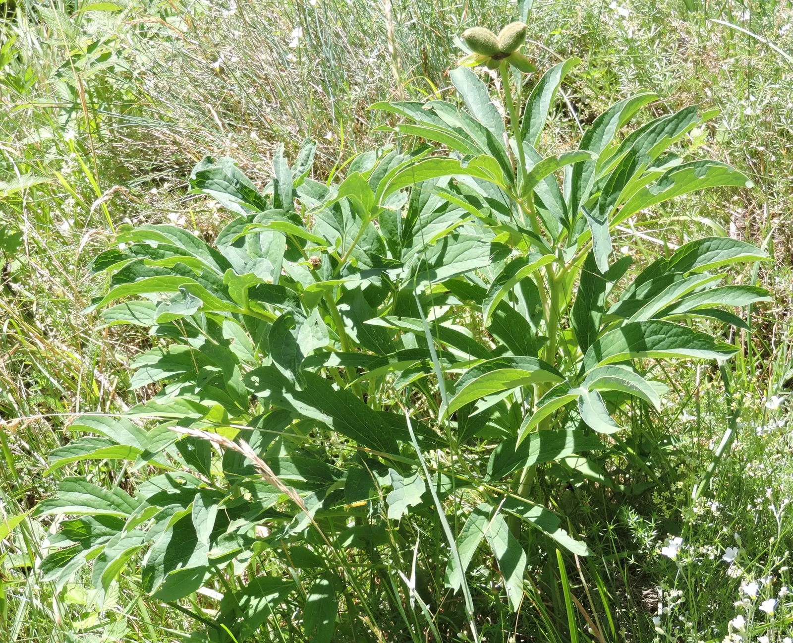 Common Peony (Paeonia Officinalis) — ensuring a substantial presence in garden designs; usually pink flowers add classic elegance while its deep, image 72