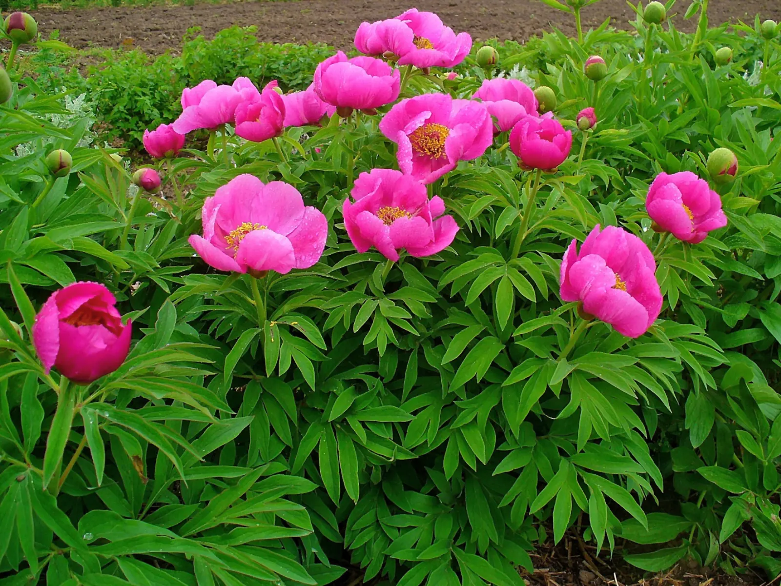 Common Peony (Paeonia Officinalis) — The Common Peony (Paeonia officinalis) thrives in hardiness zones 3-8; preferring full sun to part shade and, image 63