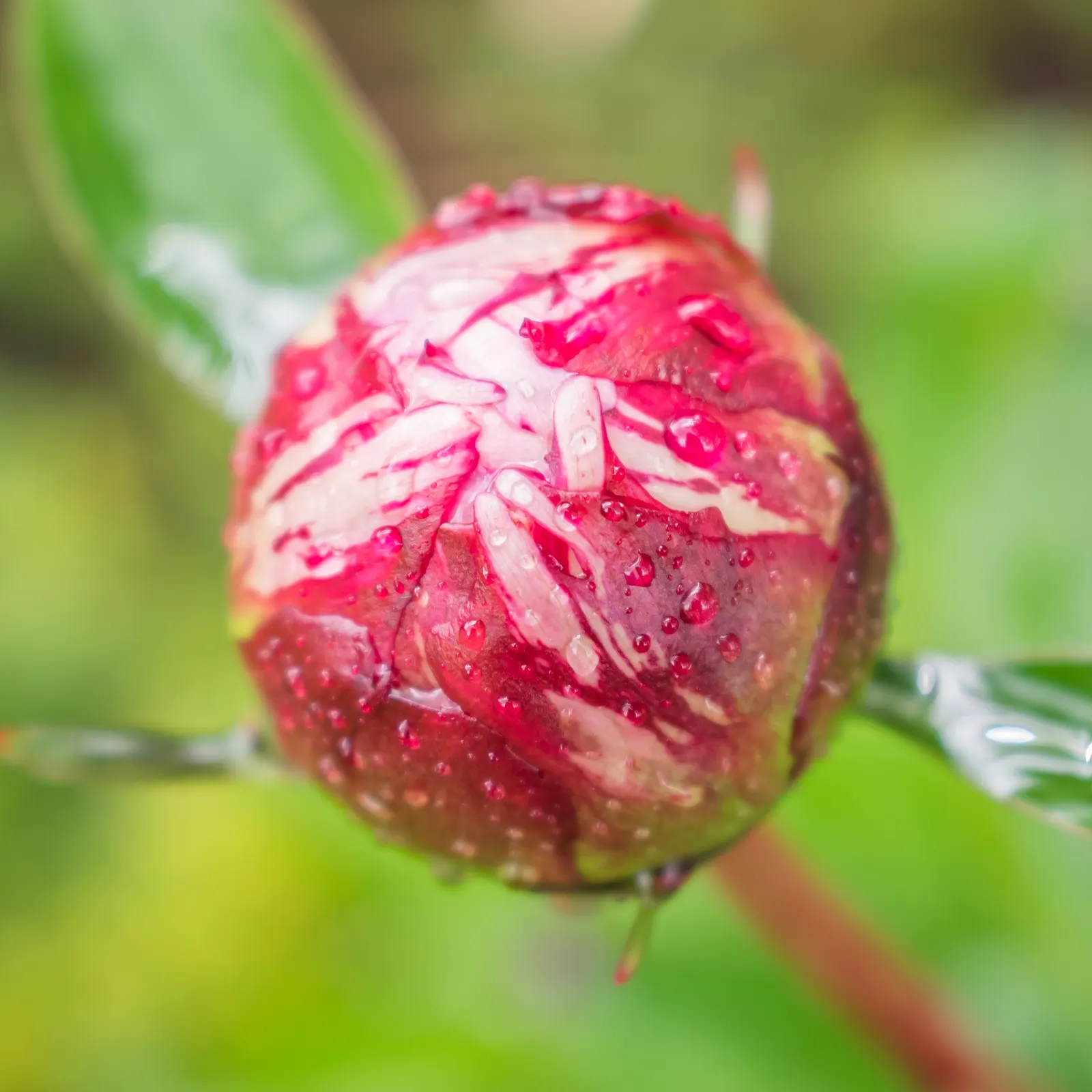 Common Peony (Paeonia Officinalis) — usually pink flowers add classic elegance while its deep green foliage provides season-long interest