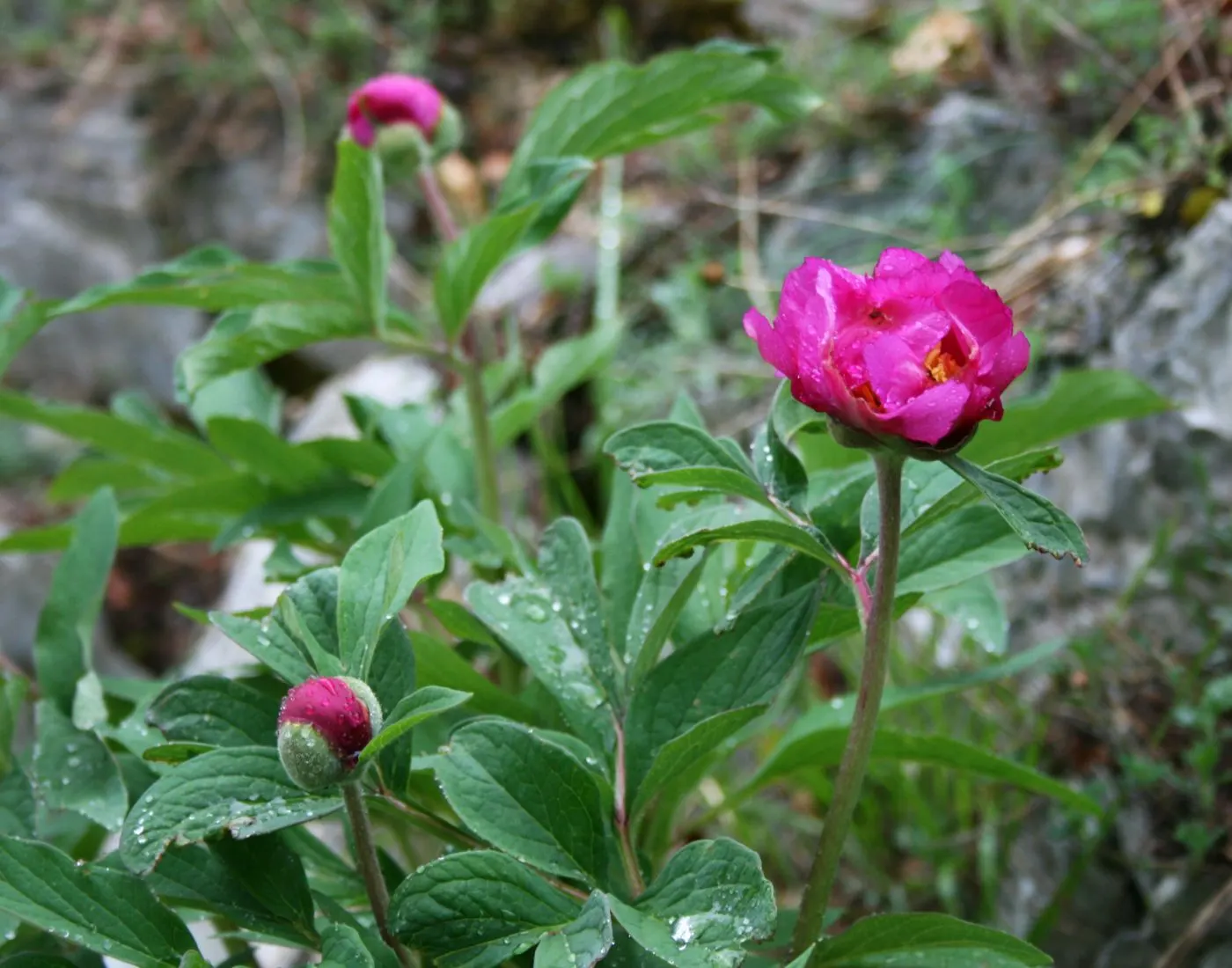 Common Peony (Paeonia Officinalis) — lush blooms up to 6 inches across in late spring