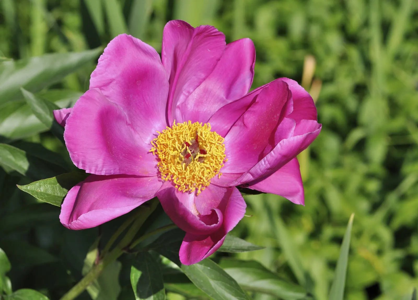 Common Peony (Paeonia Officinalis) — and filling the air with a sweet