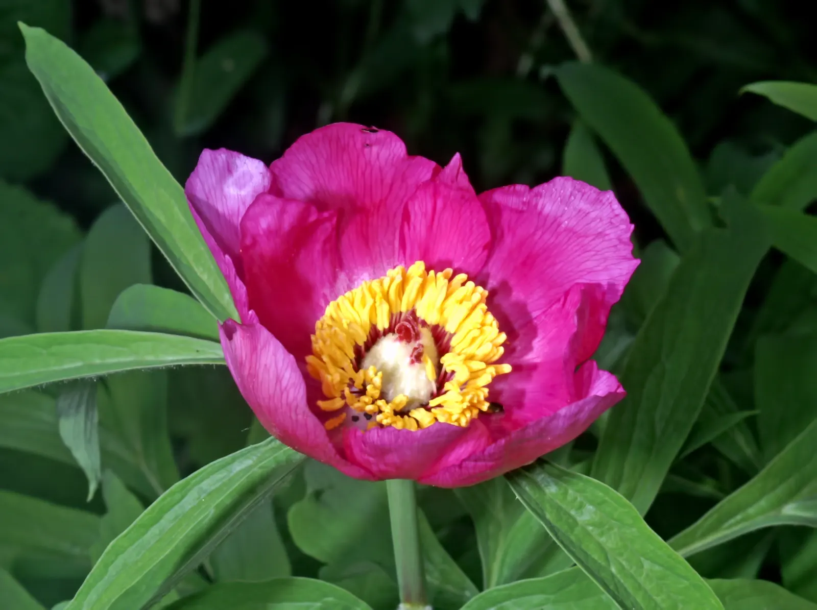 Common Peony (Paeonia Officinalis) — It is drought-tolerant and prefers a dry winter dormancy period