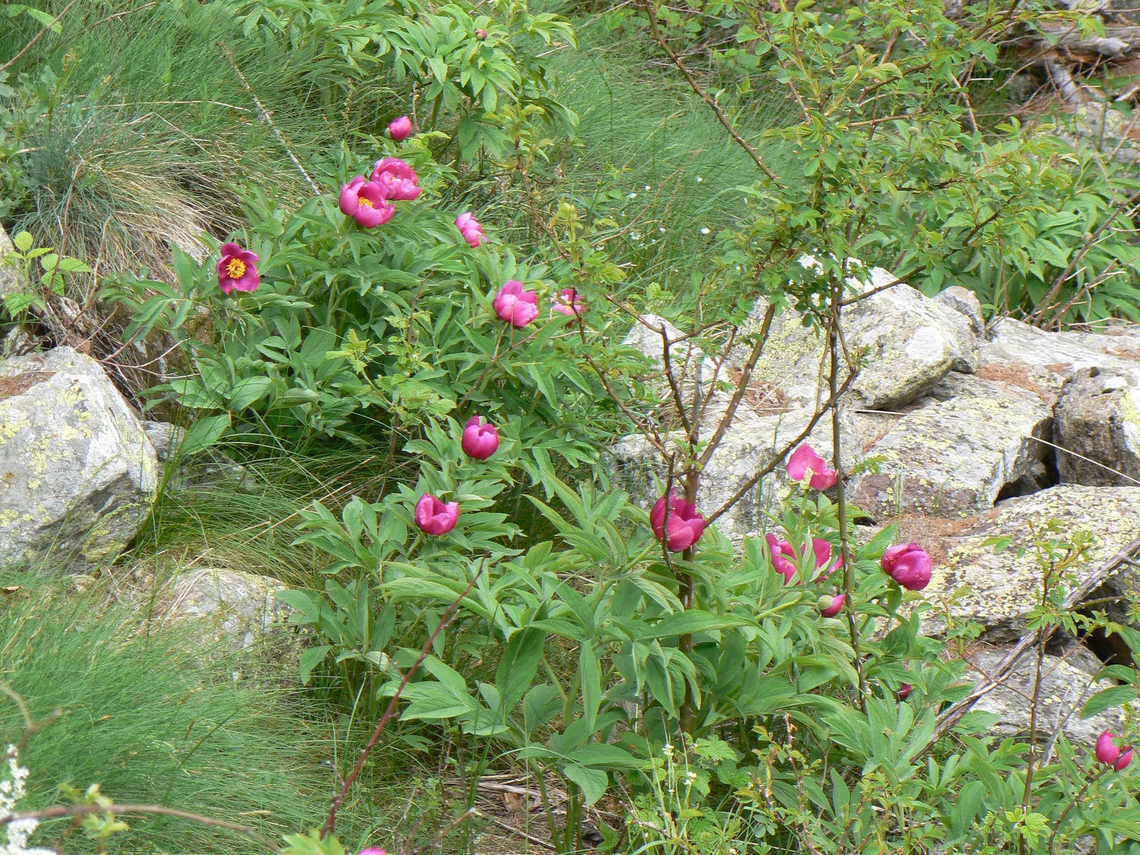 Common Peony (Paeonia Officinalis) — Space your peonies about 3 to 4 feet apart to ensure ample air circulation