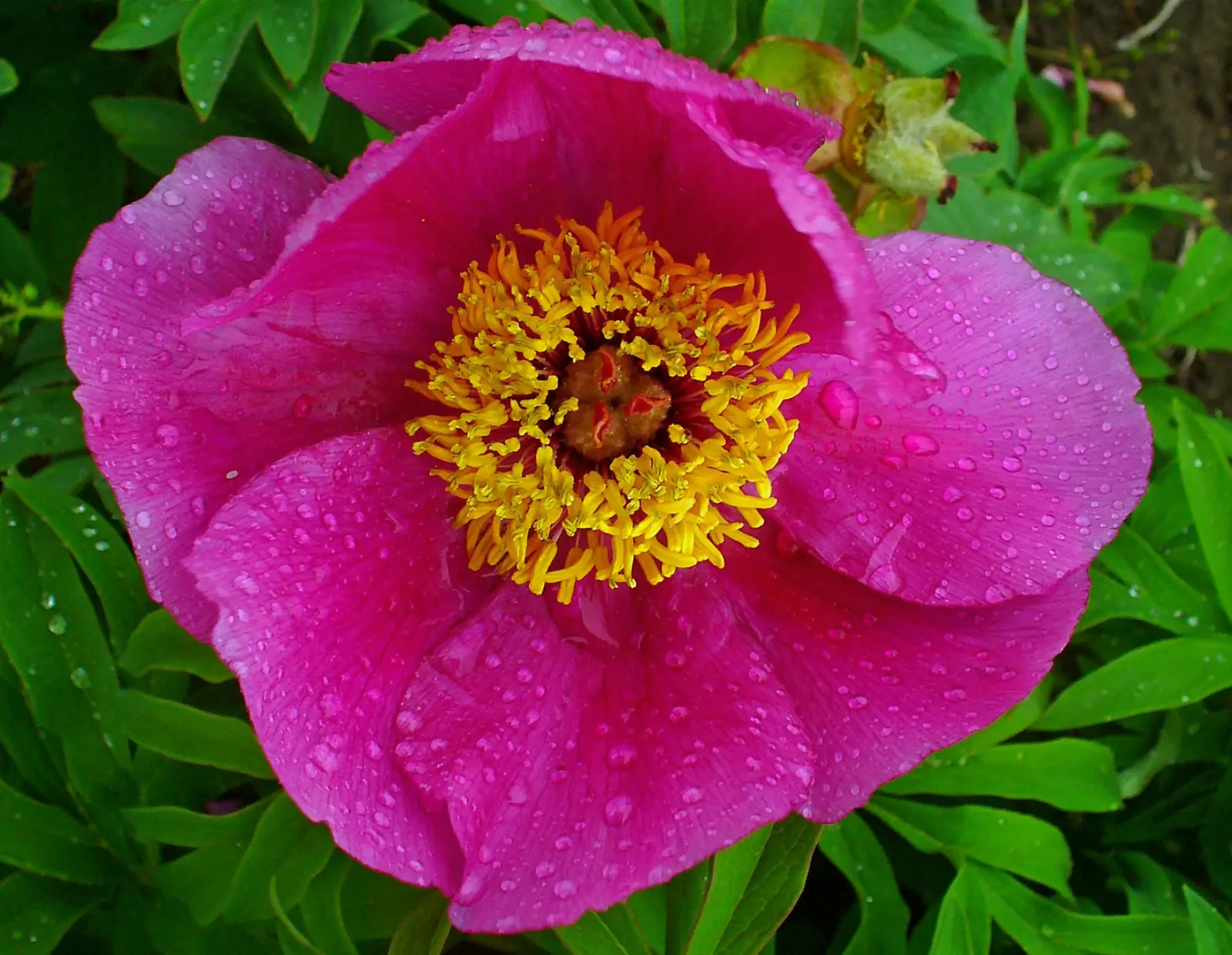 Common Peony (Paeonia Officinalis) — Yearly mulching will help retain soil moisture and keep the roots cool