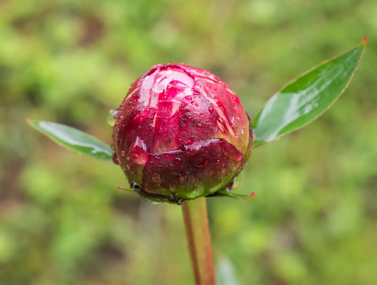 Common Peony (Paeonia Officinalis) — preferring full sun to part shade and well-draining soil; its penchant for longevity