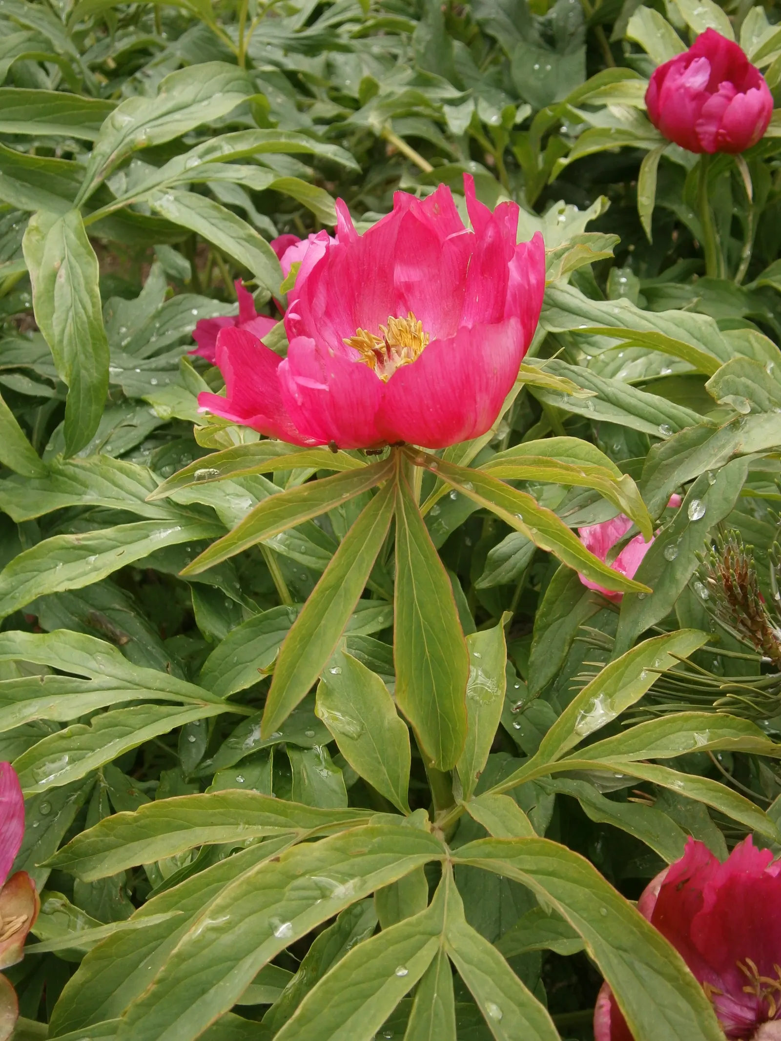 Common Peony (Paeonia Officinalis) — the Common Peony requires minimal attention once established