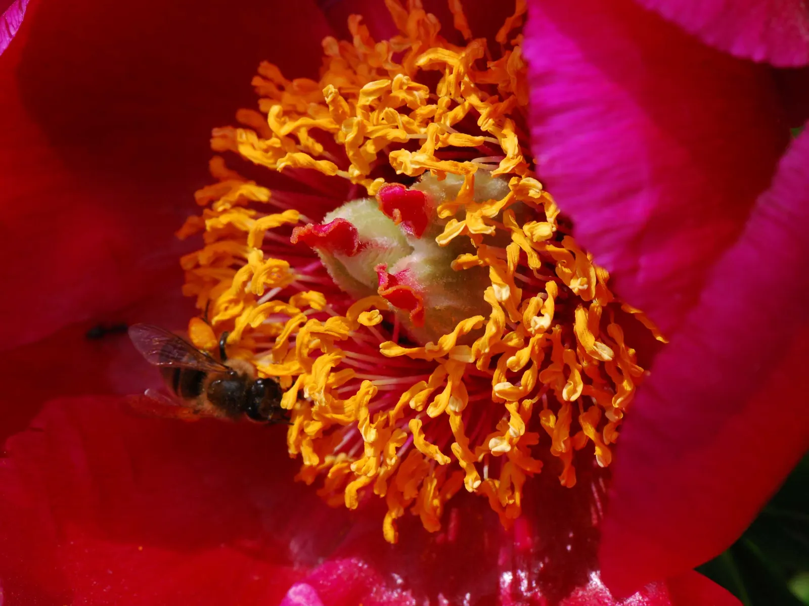 Common Peony (Paeonia Officinalis) — blossoming in late spring to early summer; reducing the risk of fungal diseases.<br><br>In terms of maintenance, image 74