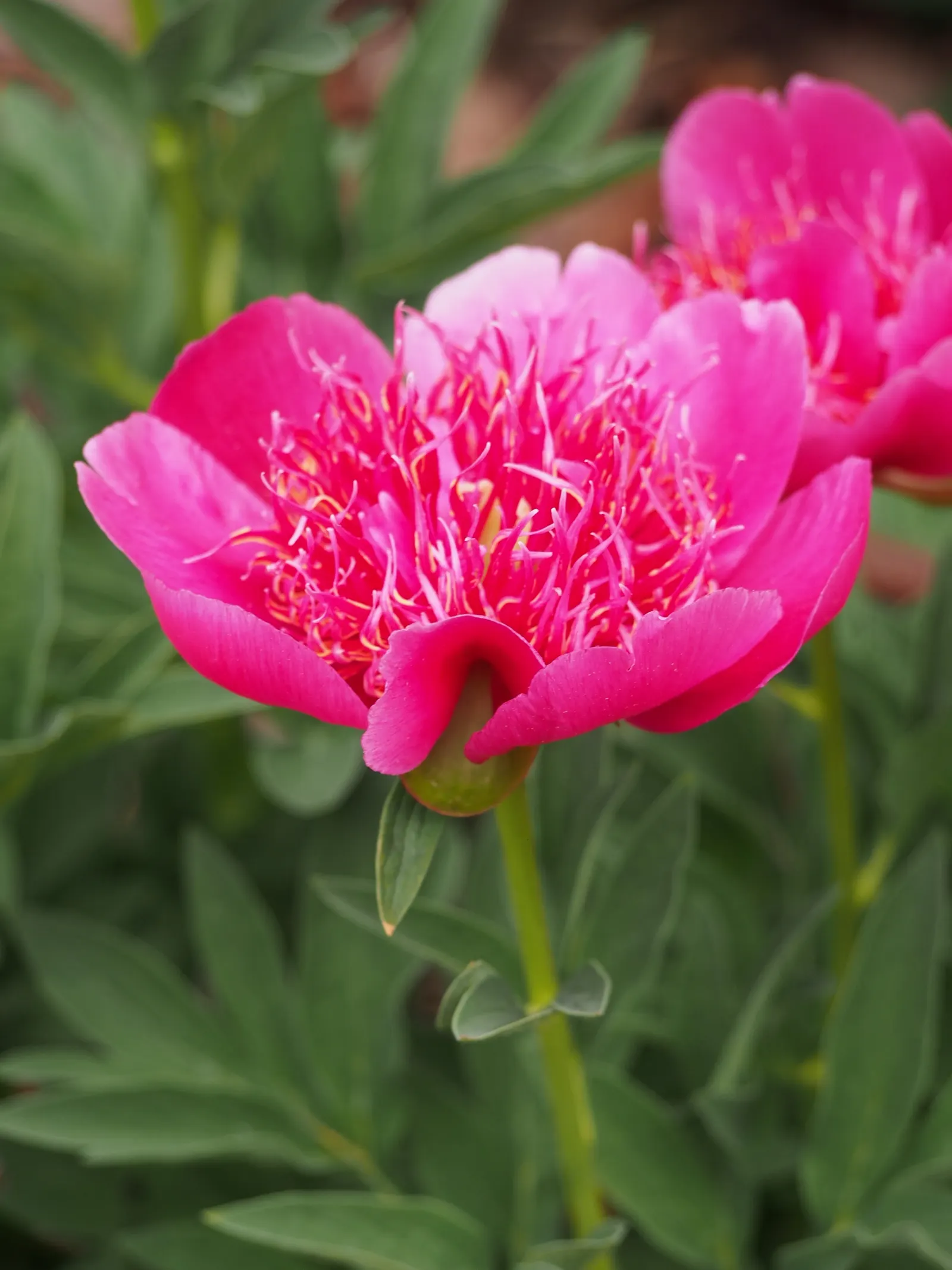 Common Peony (Paeonia Officinalis) — perennial for full
