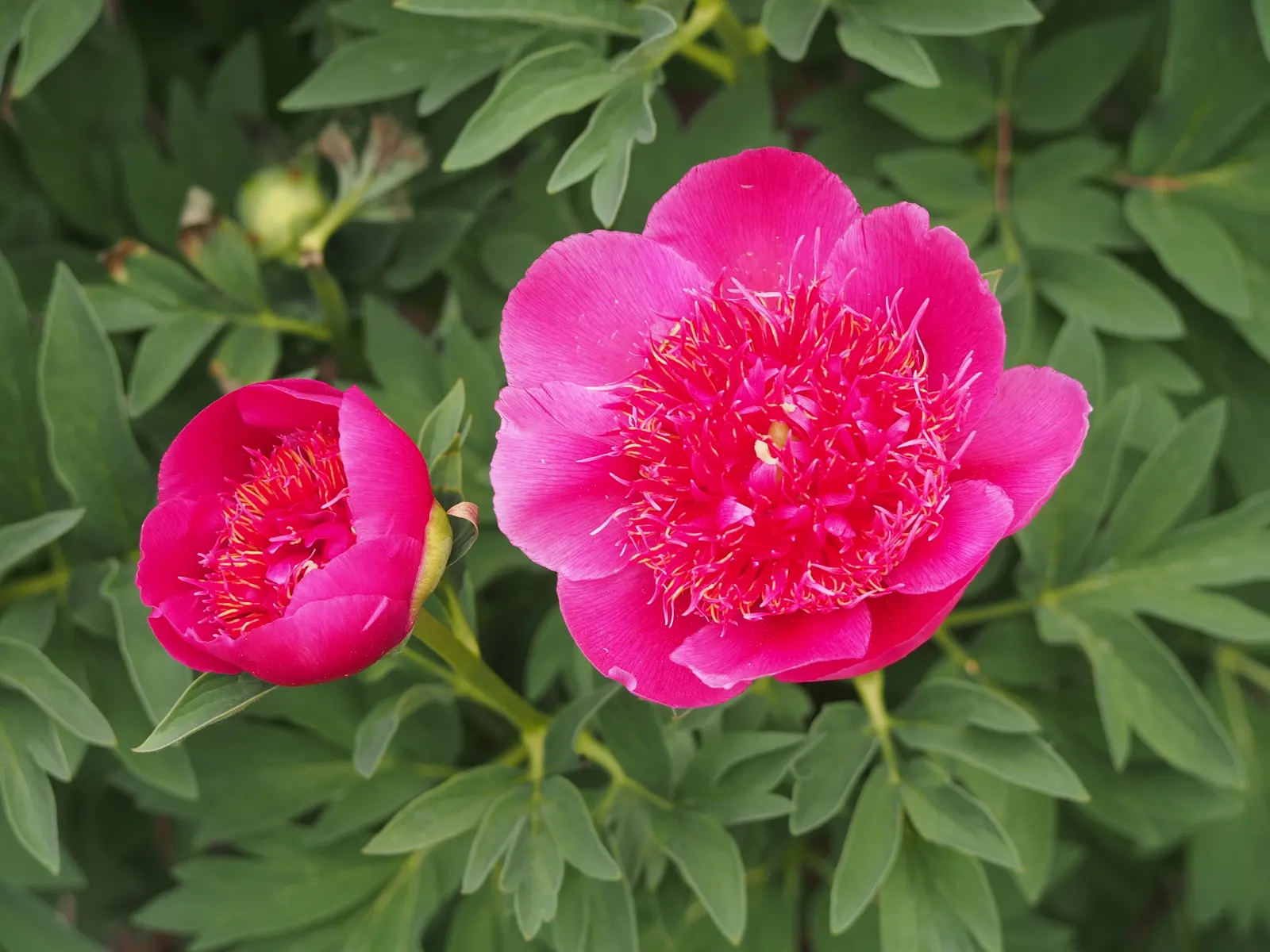 Common Peony (Paeonia Officinalis) — The Common Peony (Paeonia officinalis) thrives in hardiness zones 3-8