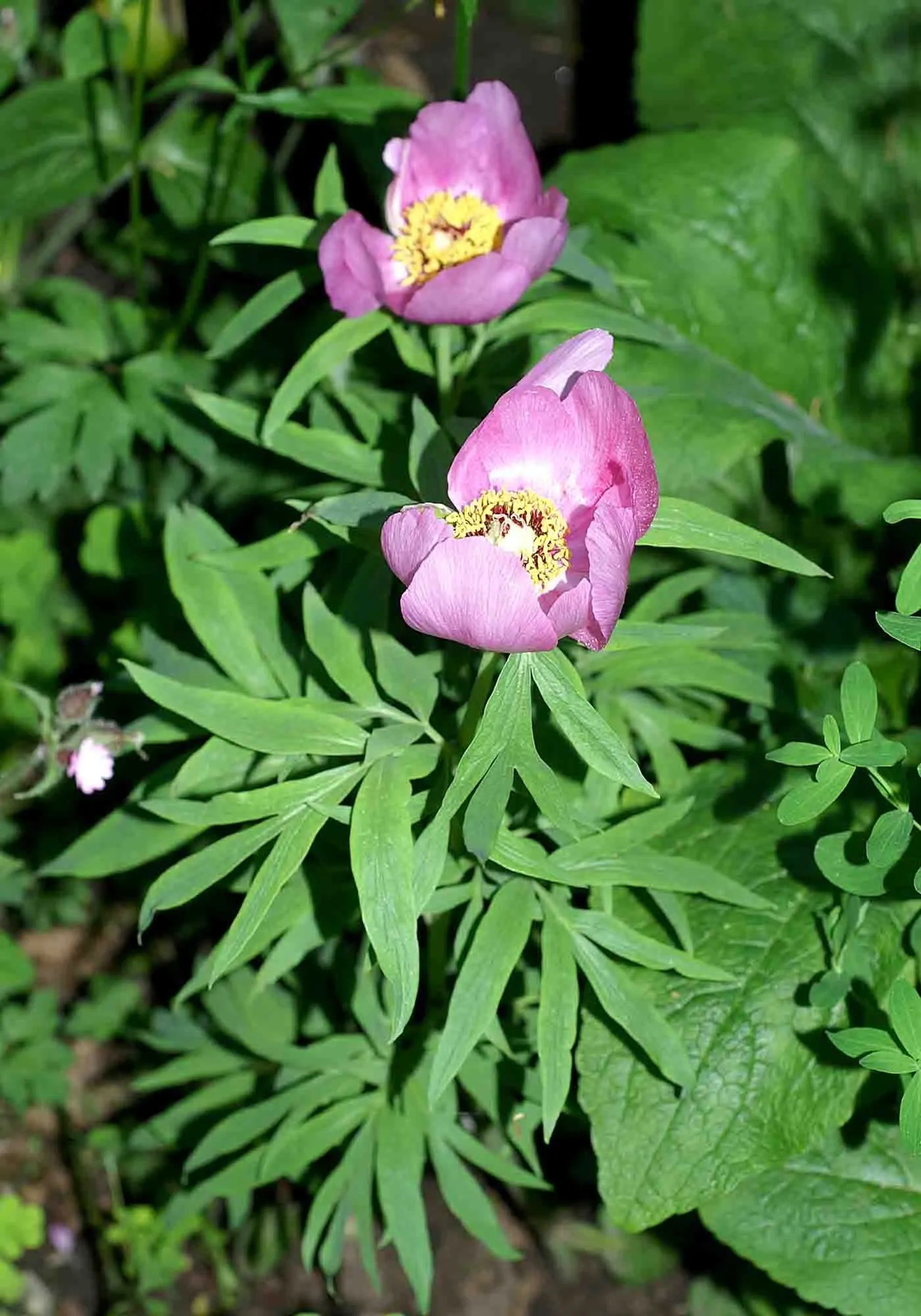 Common Peony (Paeonia Officinalis) — subtle fragrance.<br><br>When placing Paeonia officinalis in your garden; lush blooms up to 6 inches across in late spring