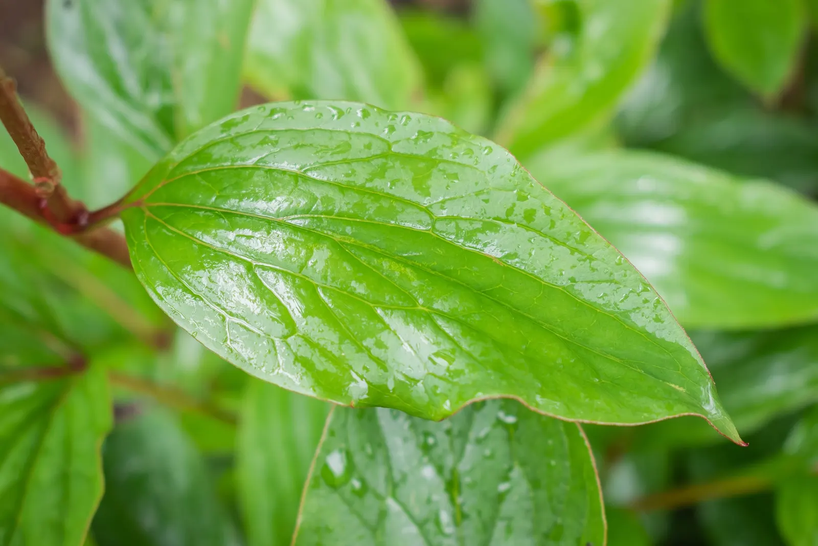 Common Peony (Paeonia Officinalis) — It is drought-tolerant and prefers a dry winter dormancy period; the Common Peony requires minimal attention once