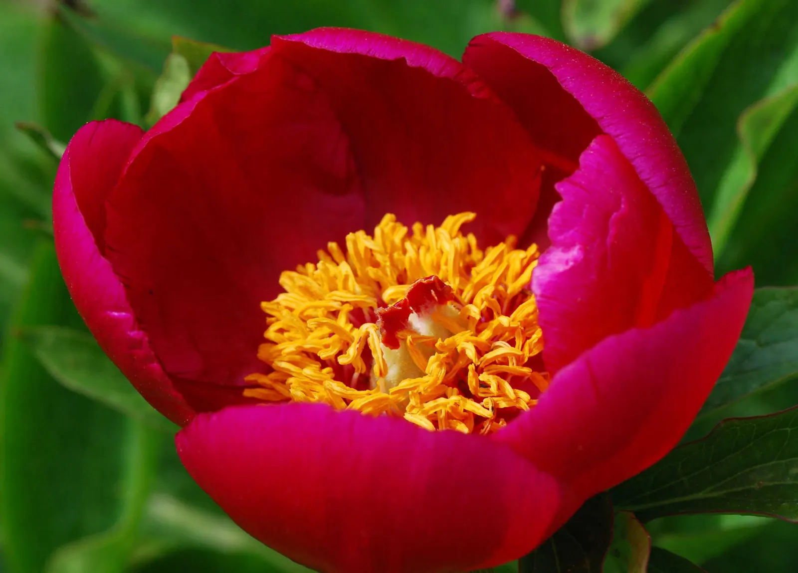 Common Peony (Paeonia Officinalis) — this herbaceous peony stands about 2 to 3 feet tall with a spread up to 2 feet; pink and red flowers in the, image 71