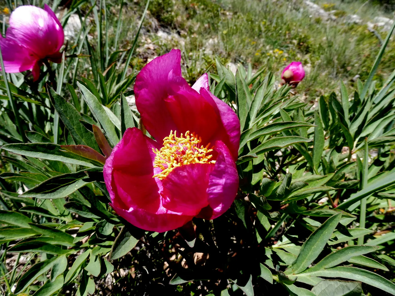 Common Peony (Paeonia Officinalis) — choose a sunny to a partially shaded site with well-draining soil
