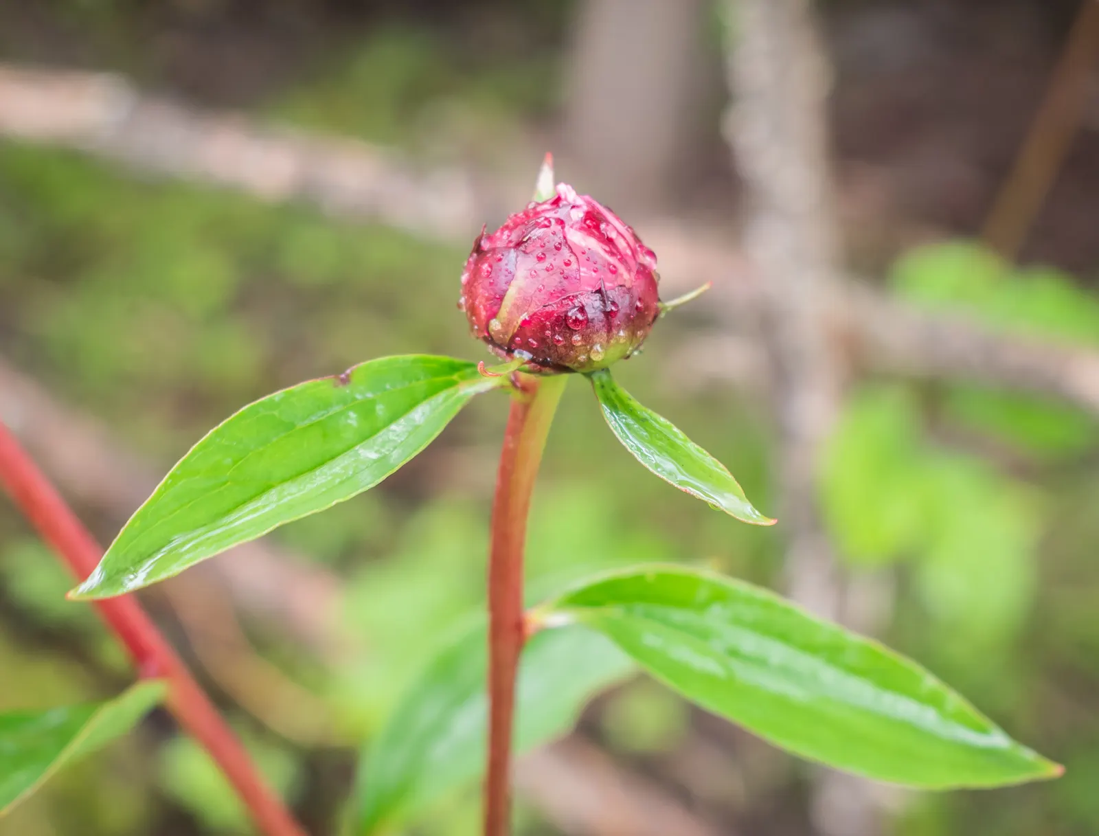 Common Peony (Paeonia Officinalis) — pink and red flowers in the garden