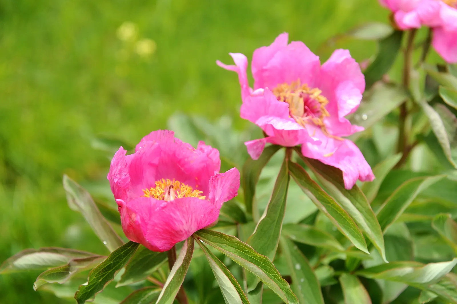 Common Peony (Paeonia Officinalis) — full blossoms and deep green foliage; yearly mulching will help retain soil moisture and keep the roots cool