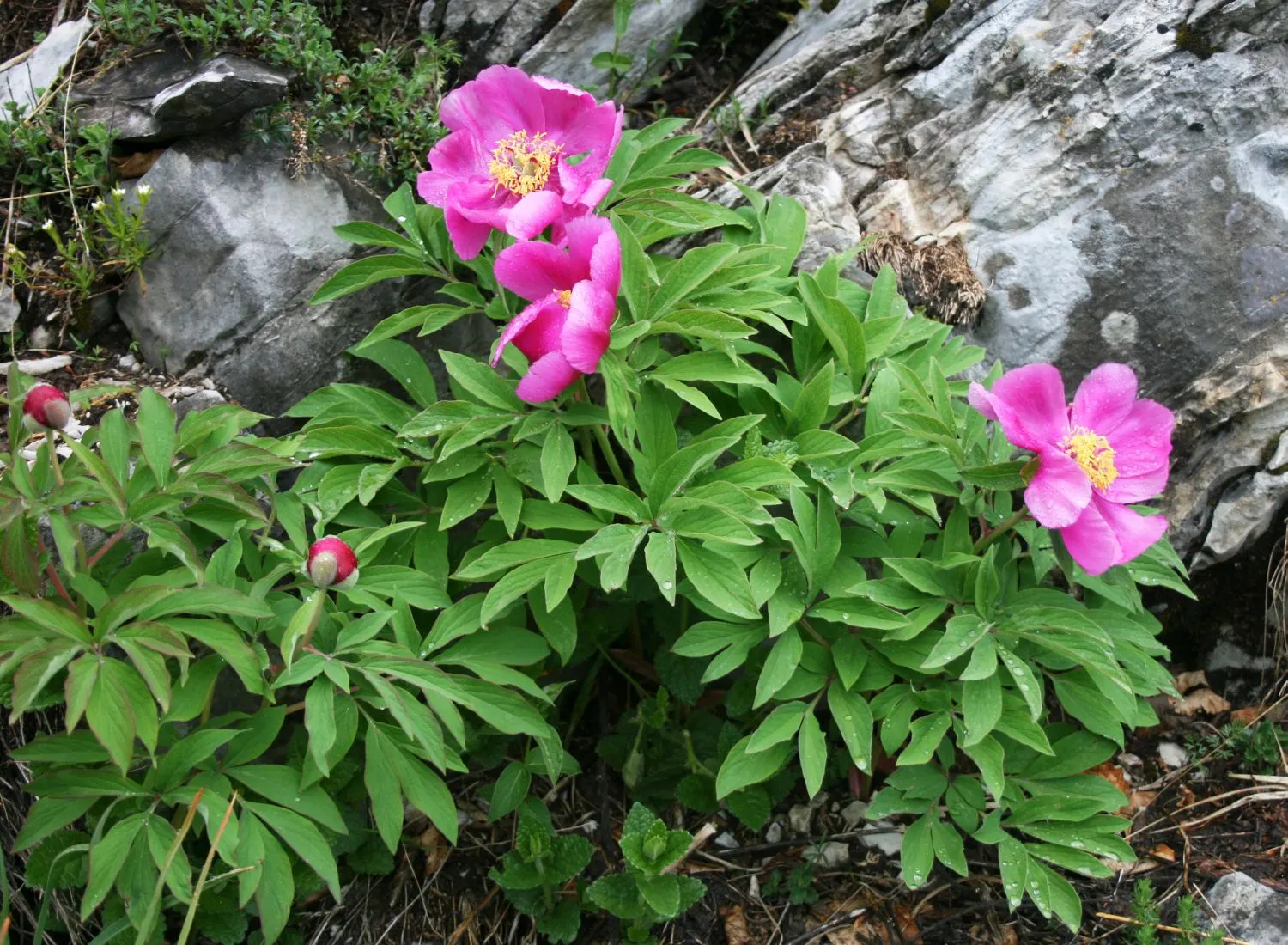 Common Peony (Paeonia Officinalis) — and filling the air with a sweet; often thriving for decades, image 75