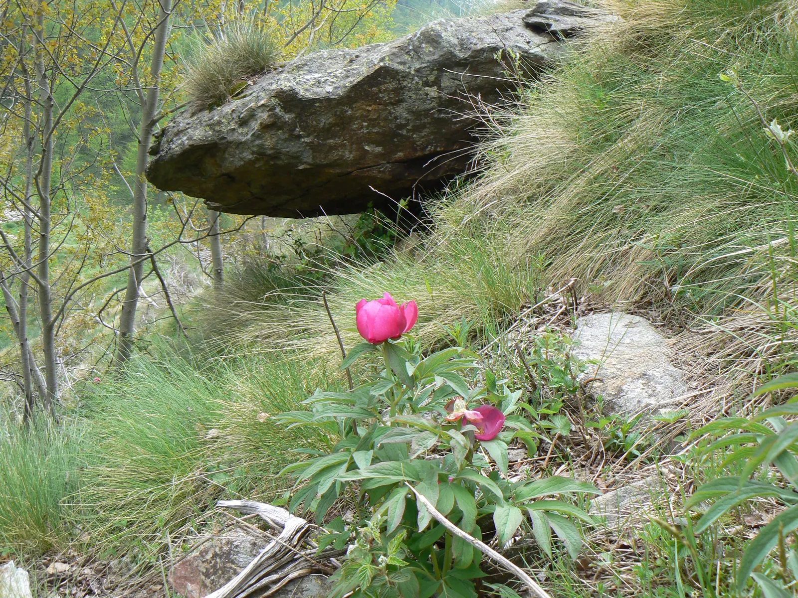 Common Peony (Paeonia Officinalis) — choose a sunny to a partially shaded site with well-draining soil; this herbaceous peony stands about 2 to 3 feet tall