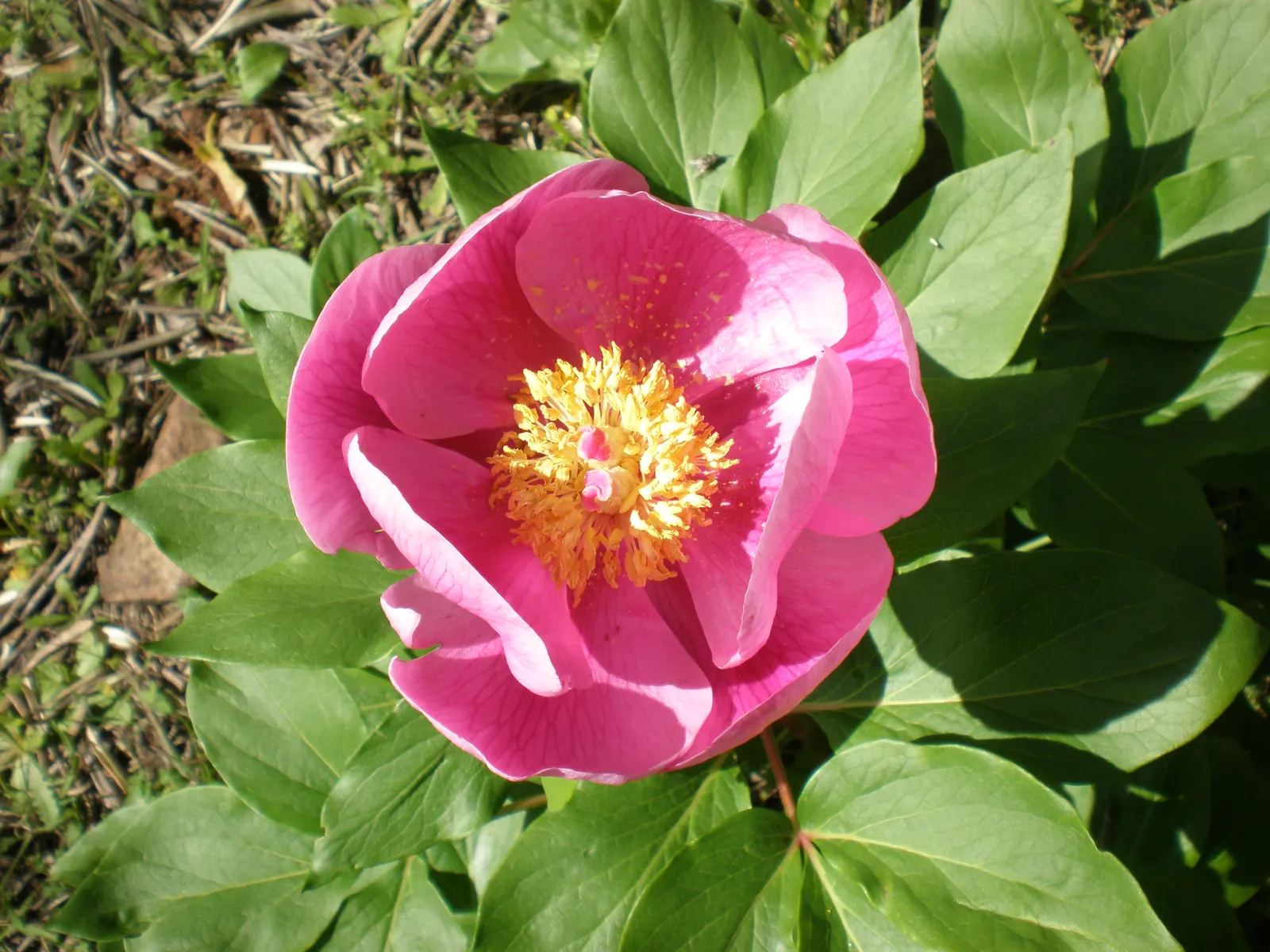 Common Peony (Paeonia Officinalis) — perennial for full; providing multi-generational beauty and delight
